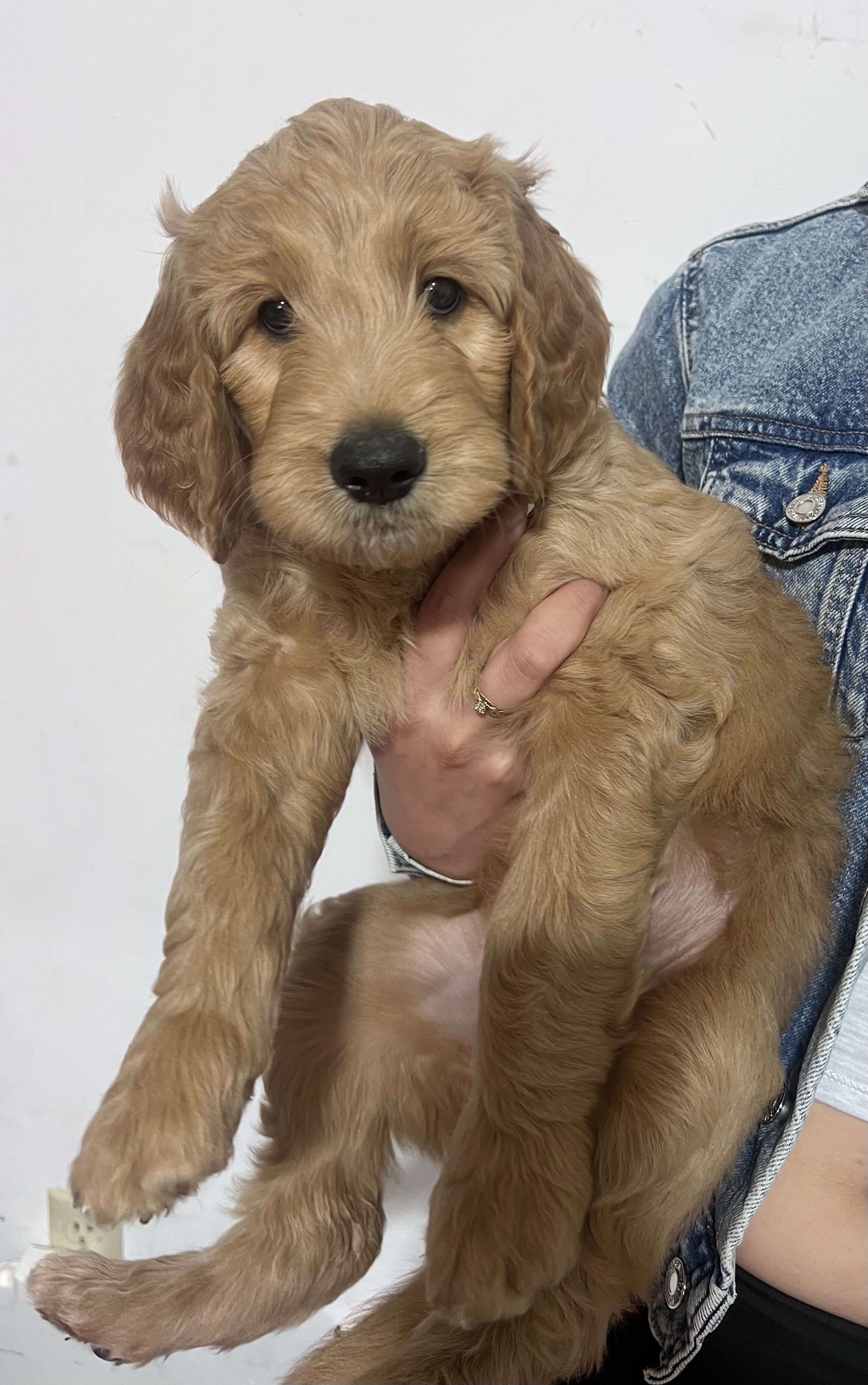 Standard golden-doodle puppies image 7