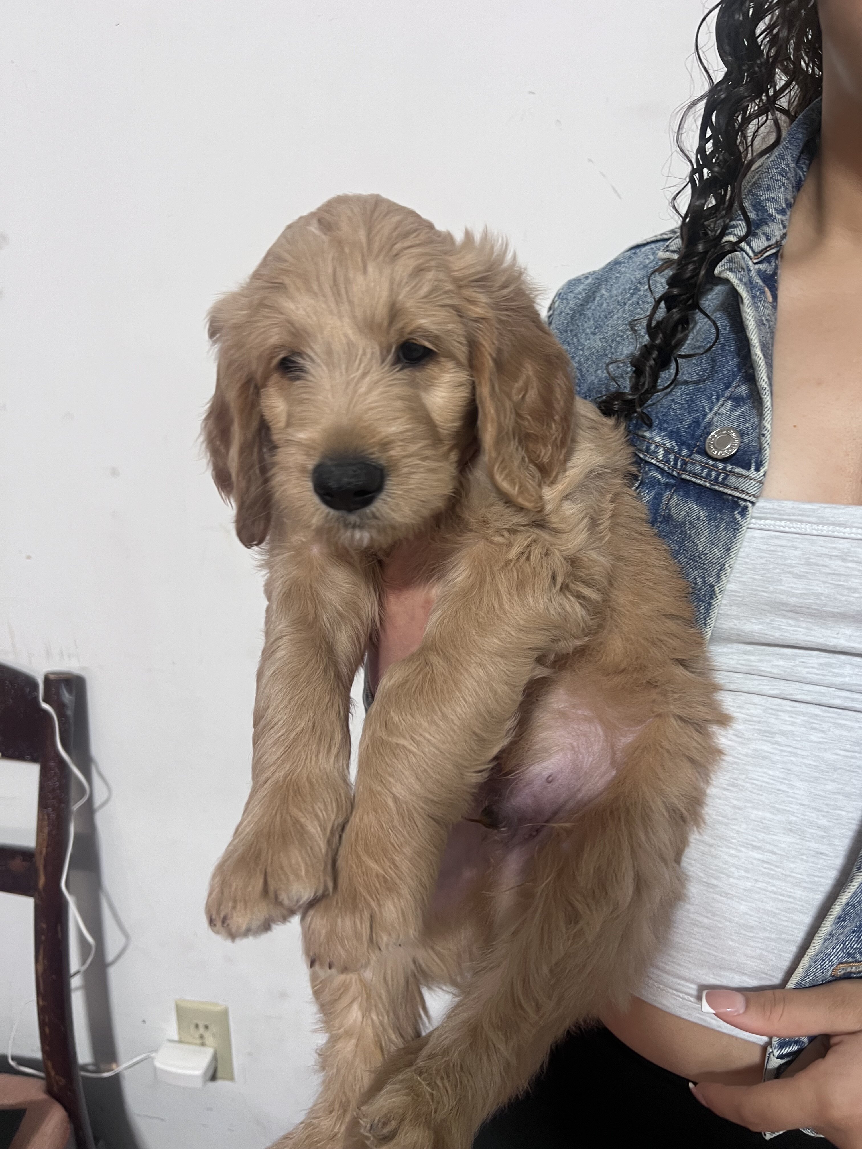 Standard golden-doodle puppies image 8