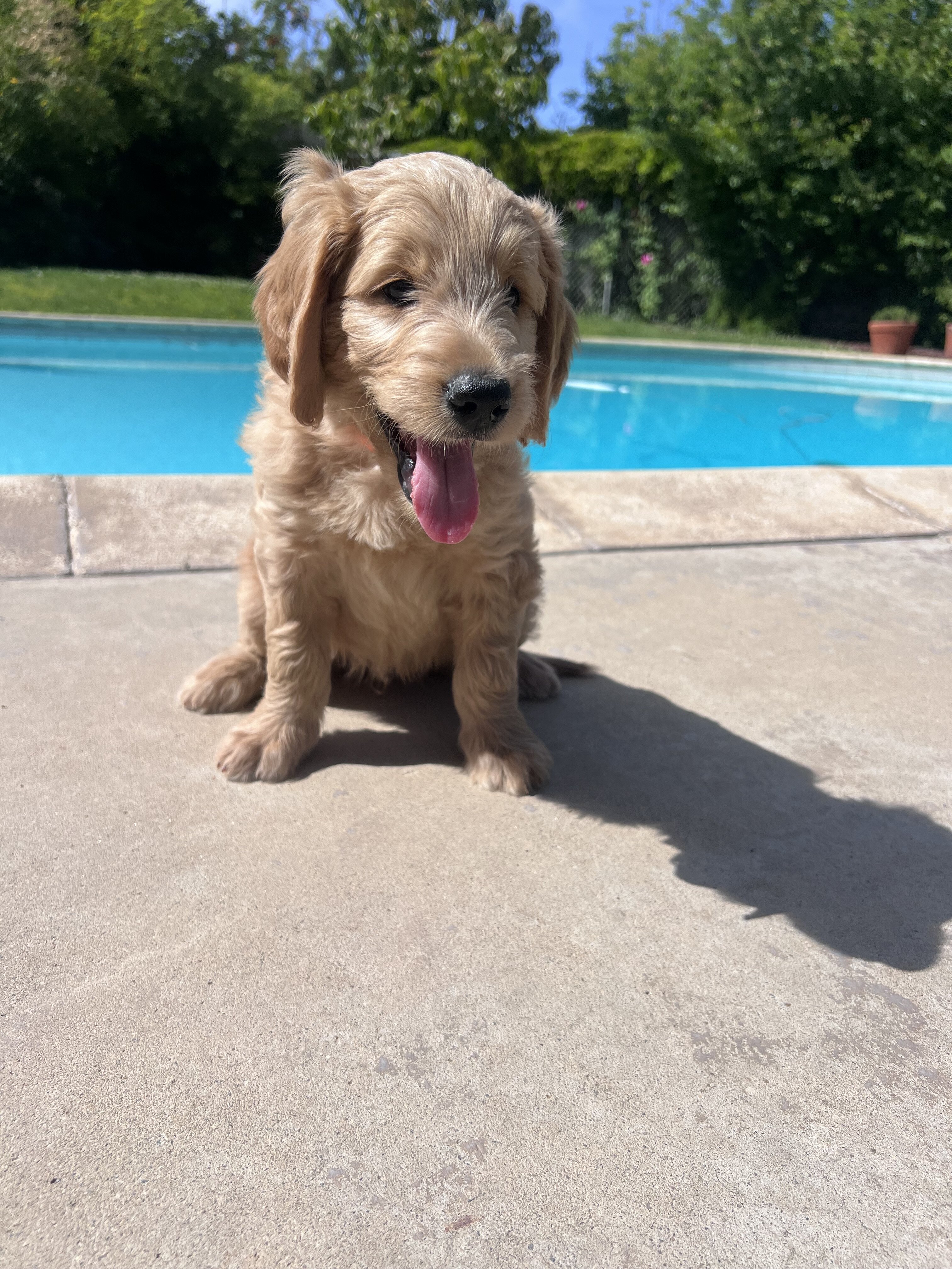 Standard golden-doodle puppies image 1