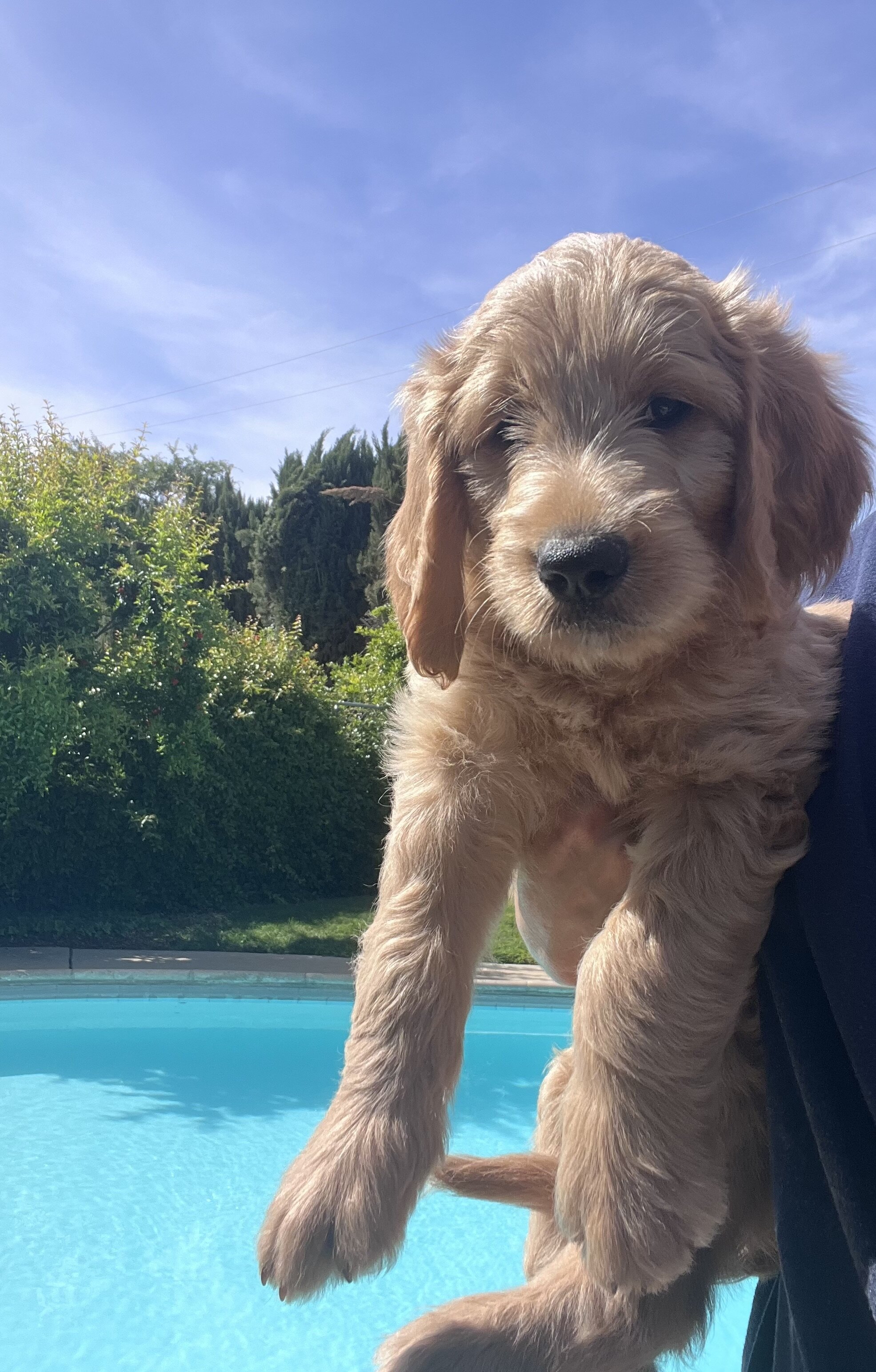 Standard golden-doodle puppies image 2