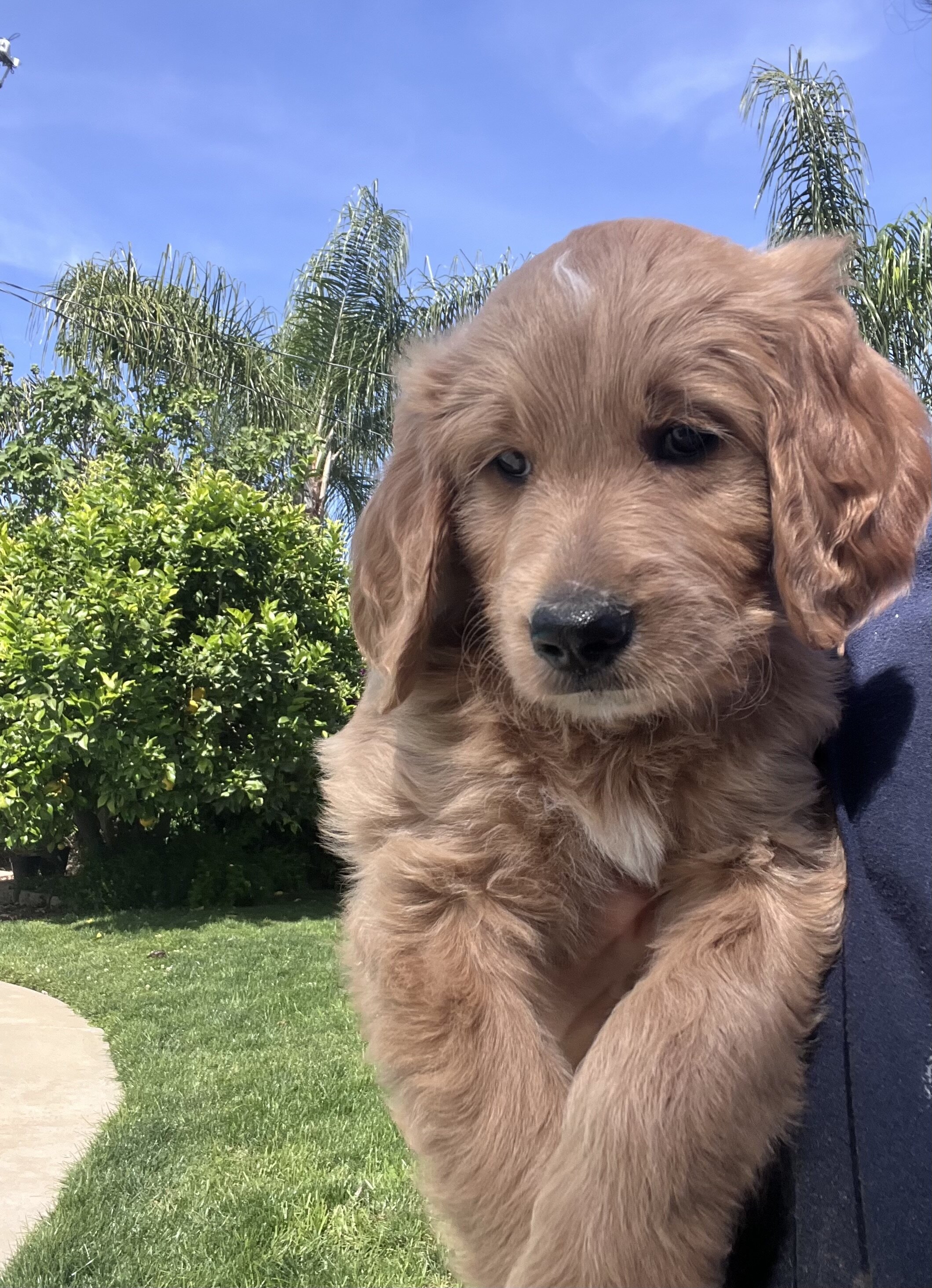 Standard golden-doodle puppies image 6