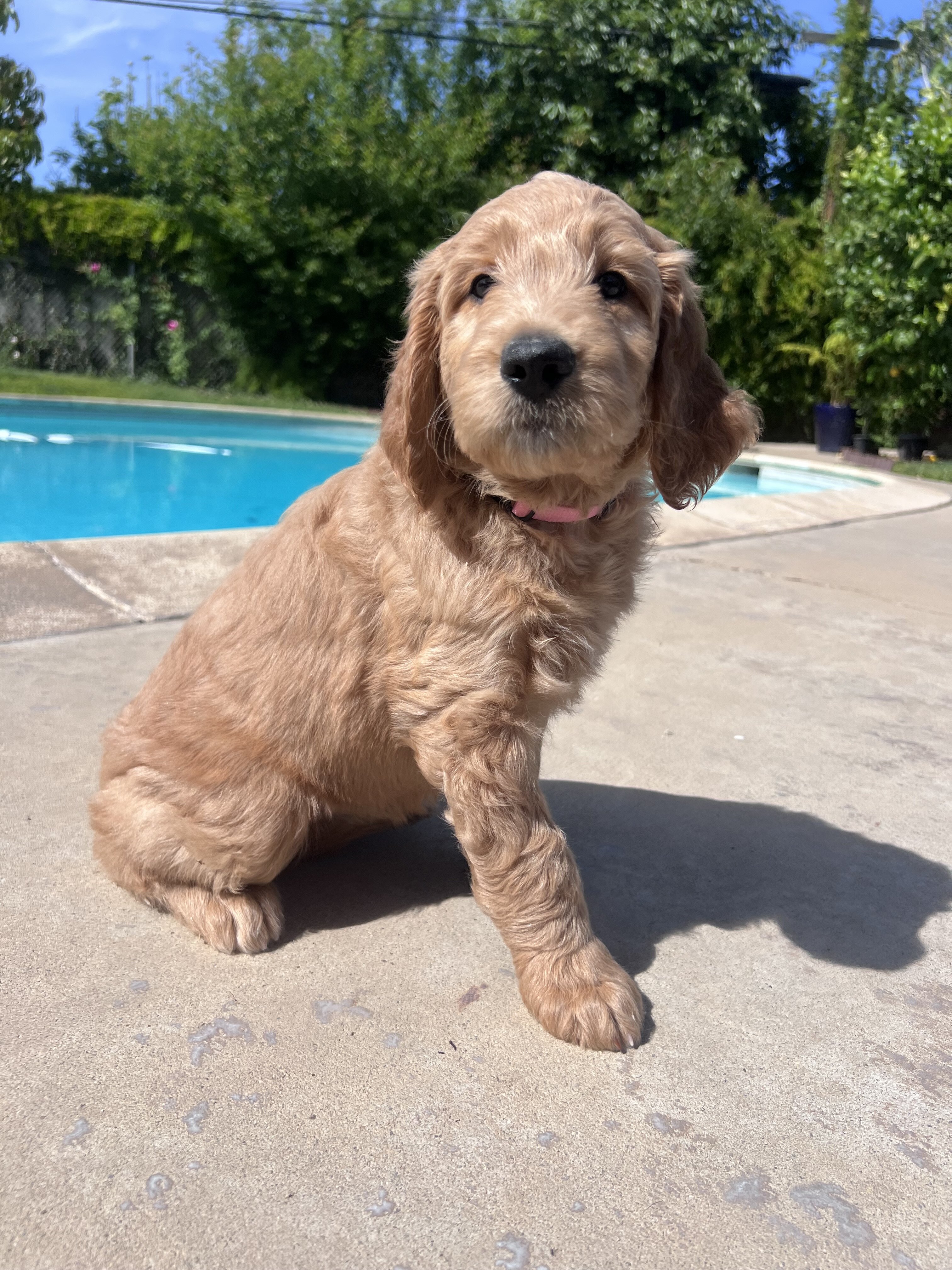 Standard golden-doodle puppies image 3