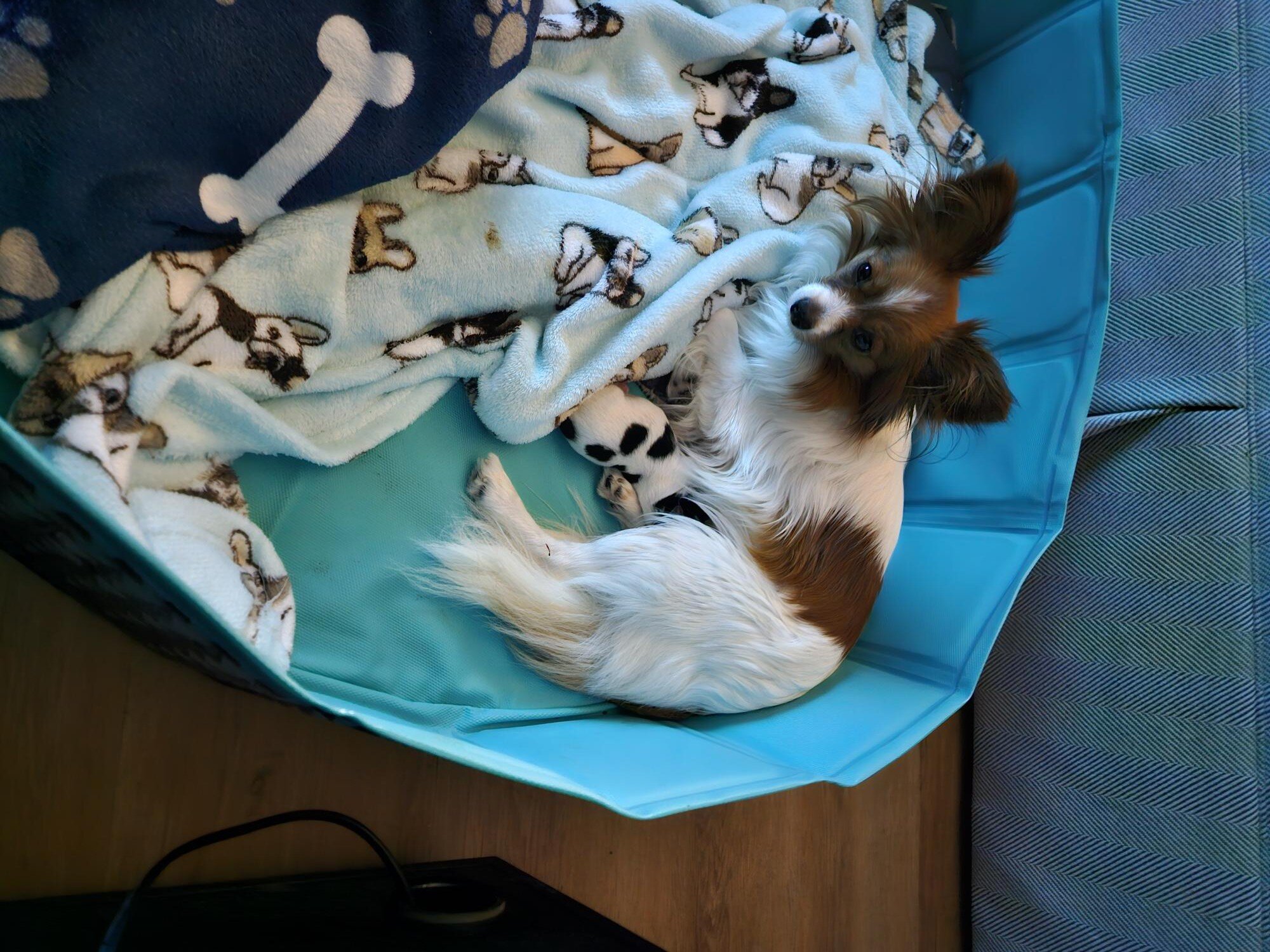 Papillion puppies image 1