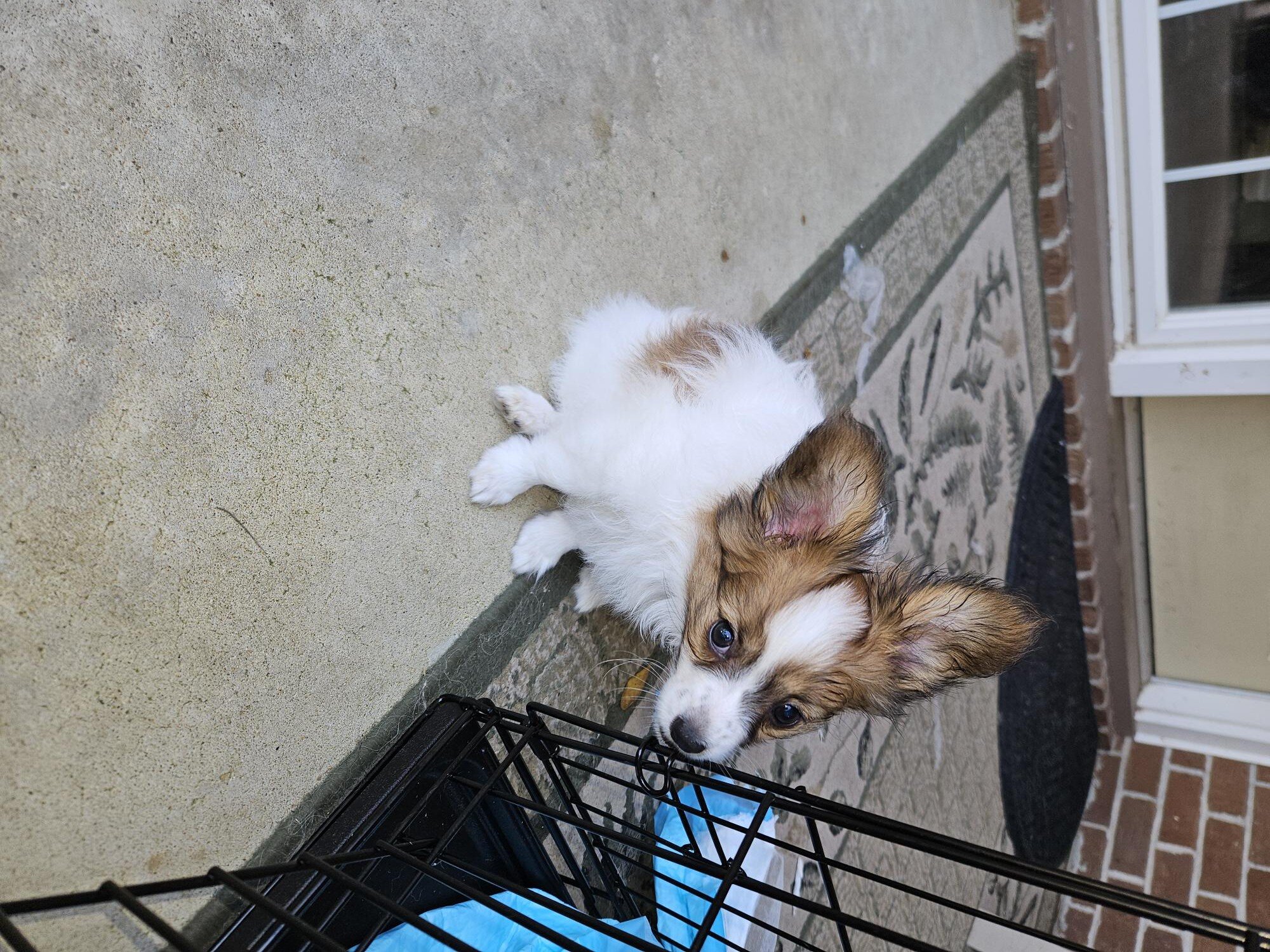 Papillion puppies image 2