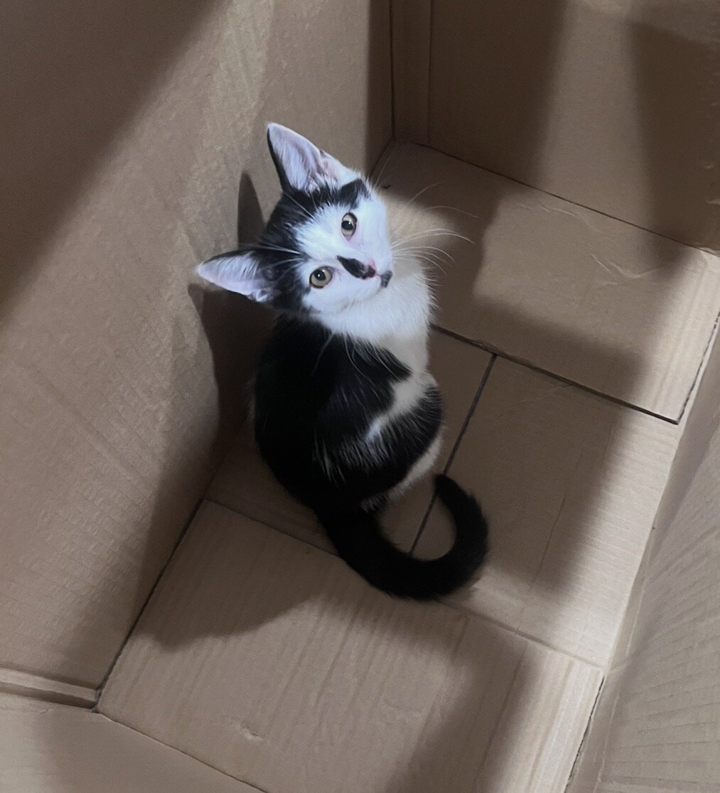 Kittens image 2