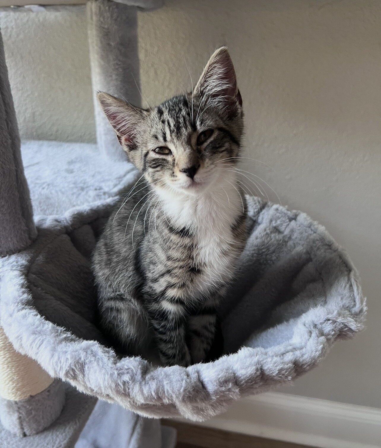 Kittens image 4
