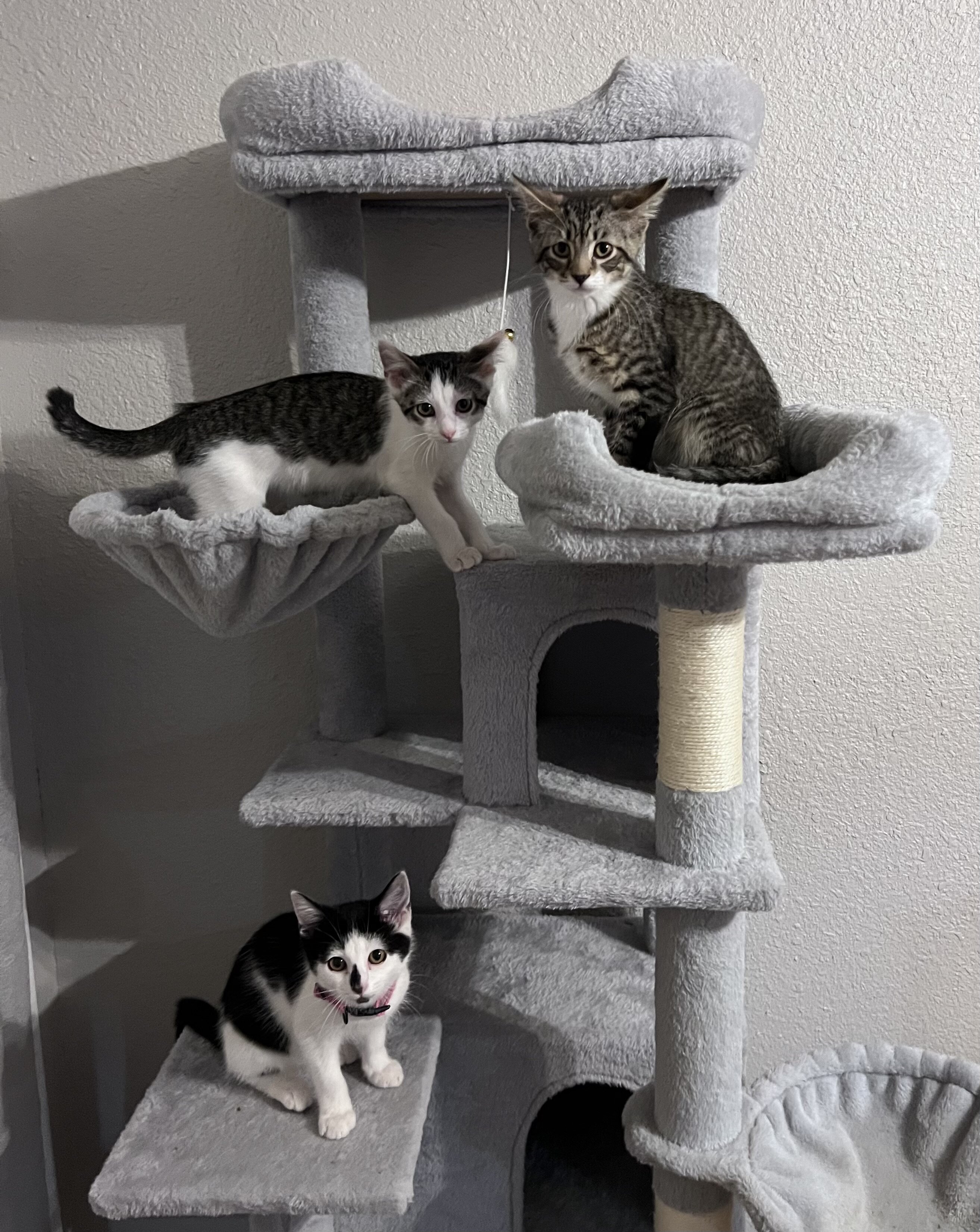 Kittens image 1