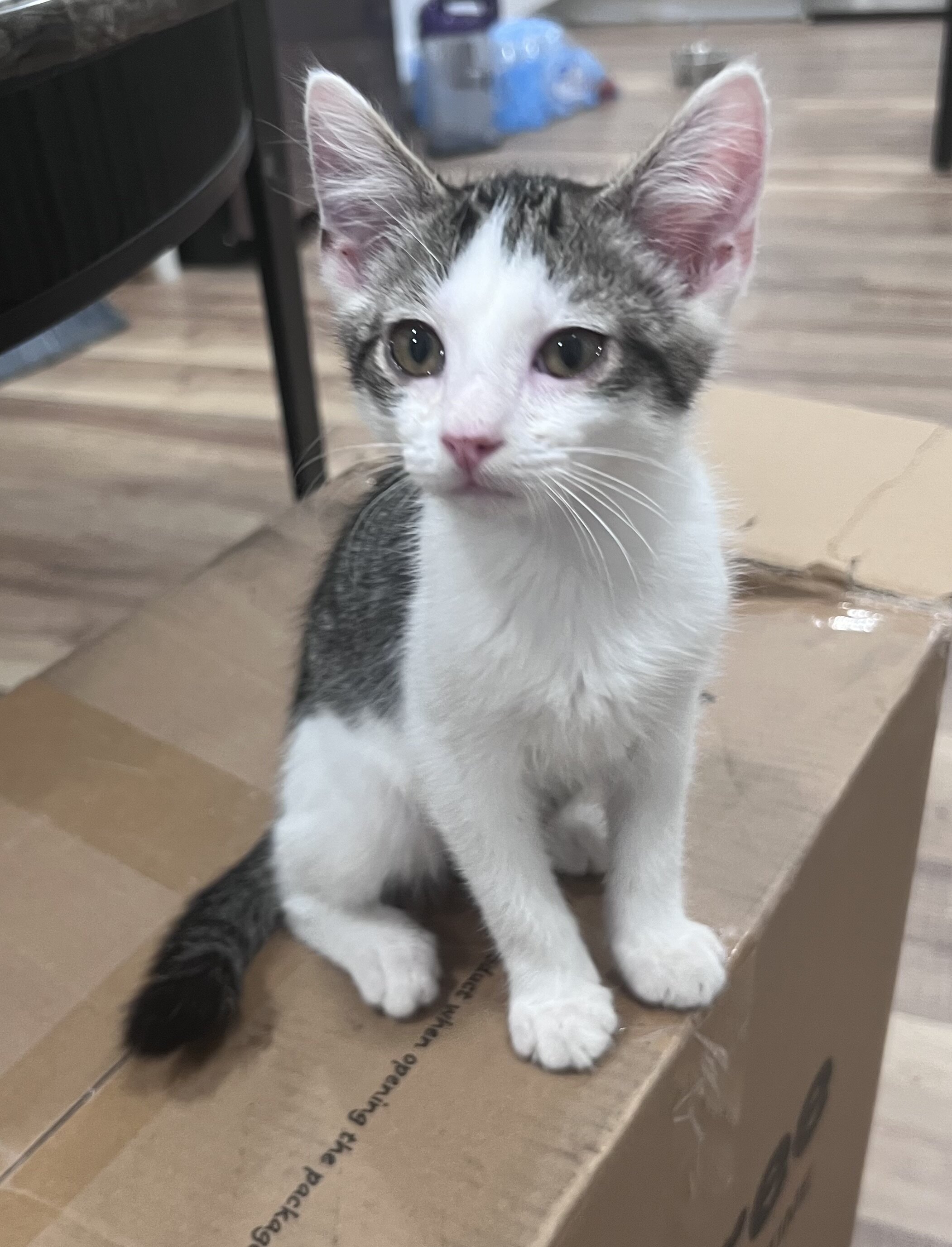 Kittens image 3