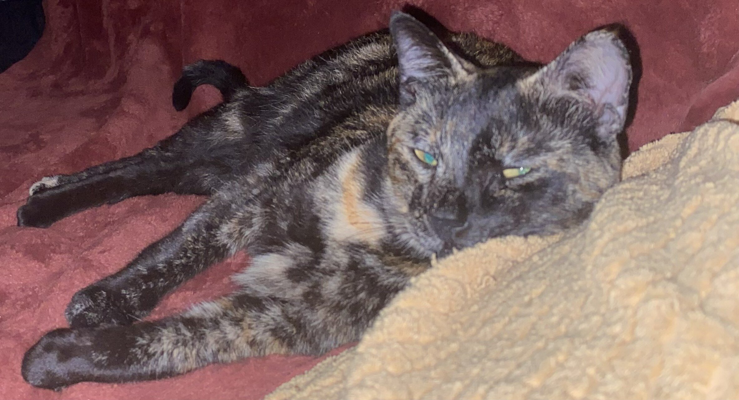 Tortie That Bonds With Her Person (2 yrs) image 8