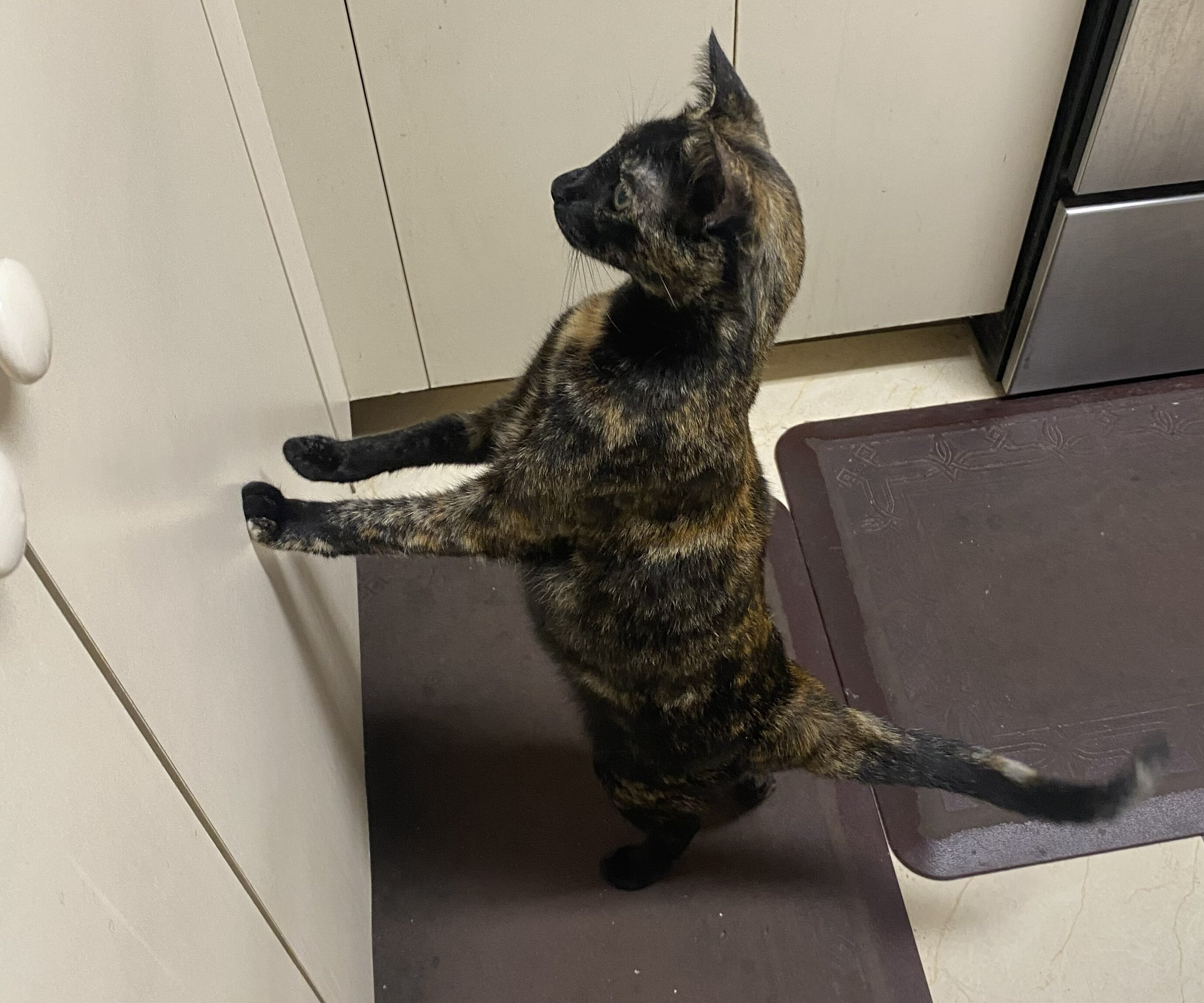 Tortie That Bonds With Her Person (2 yrs) image 3