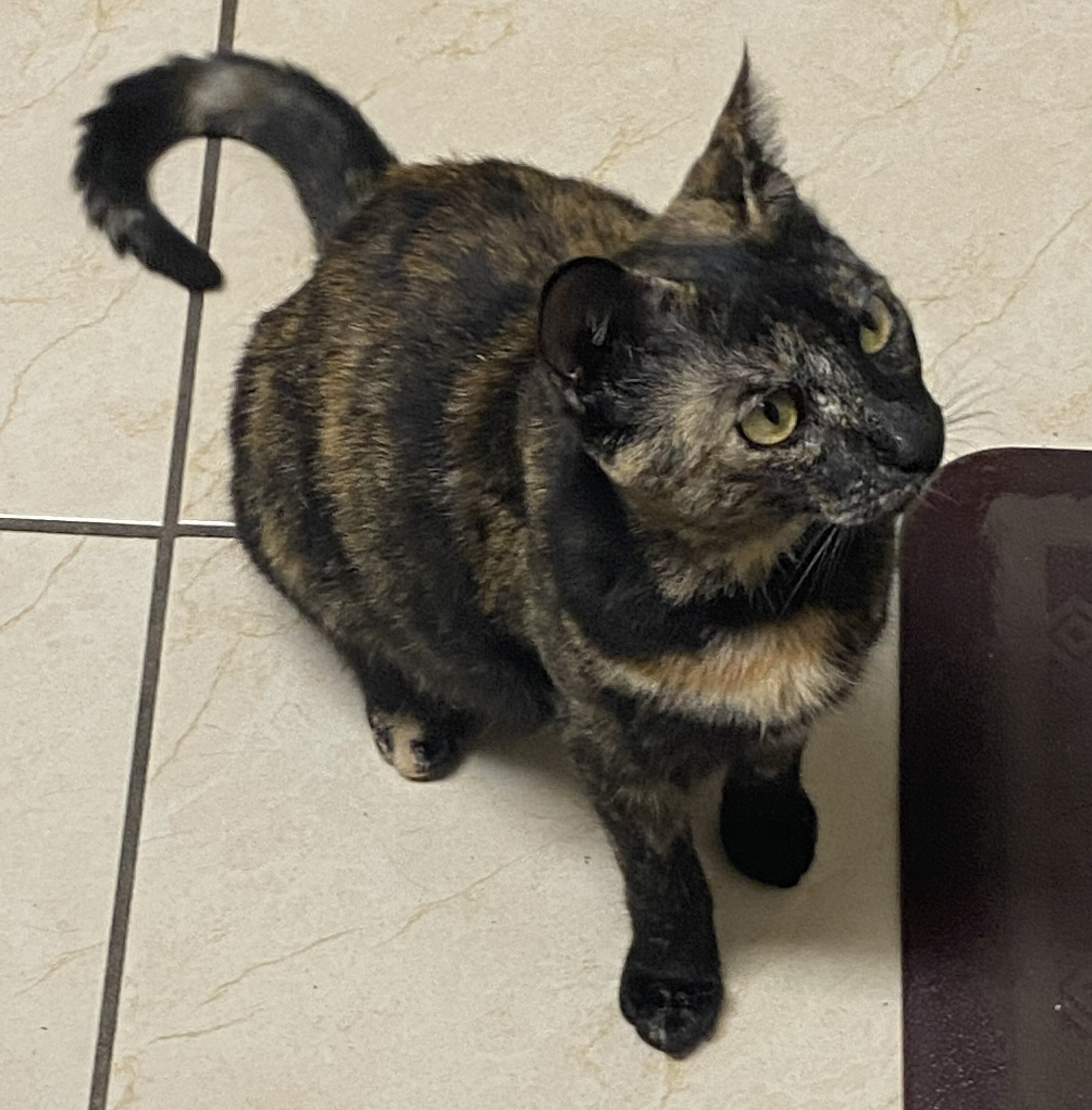 Tortie That Bonds With Her Person (2 yrs) image 2