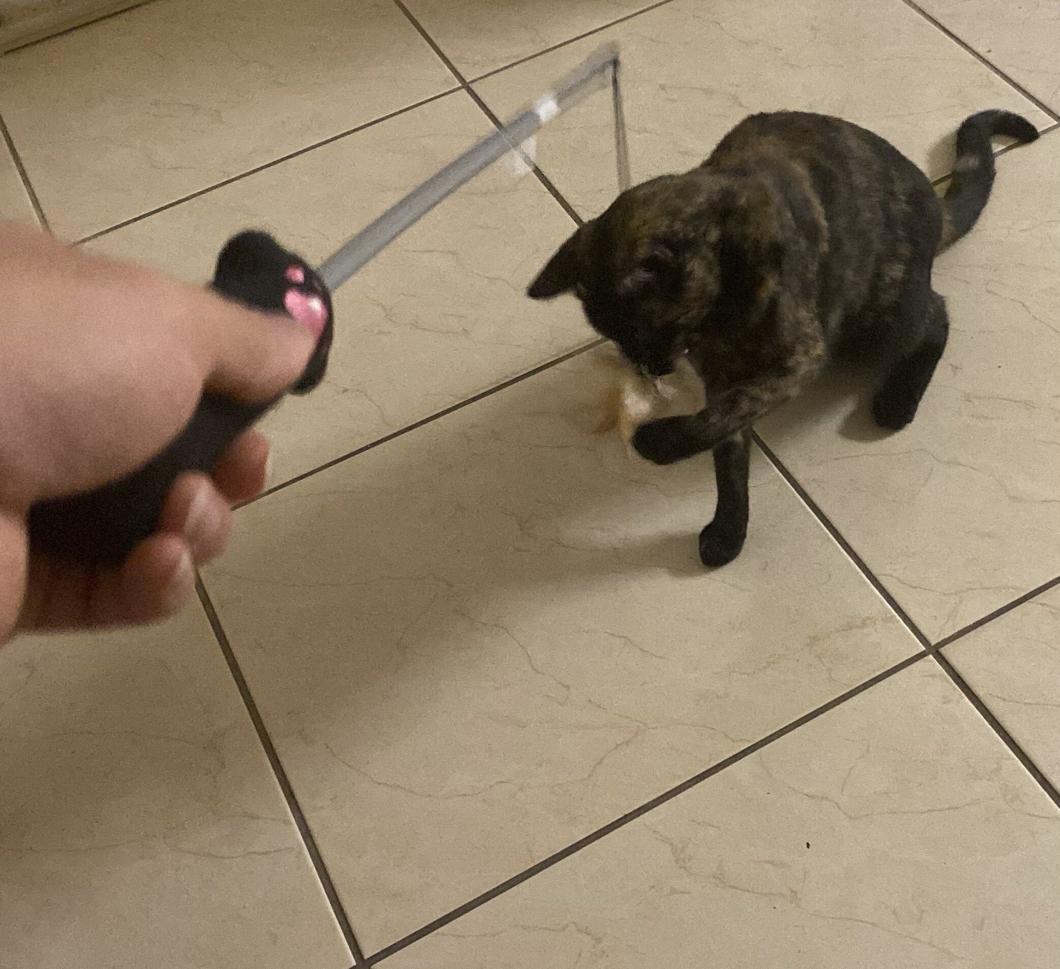 Tortie That Bonds With Her Person (2 yrs) image 4