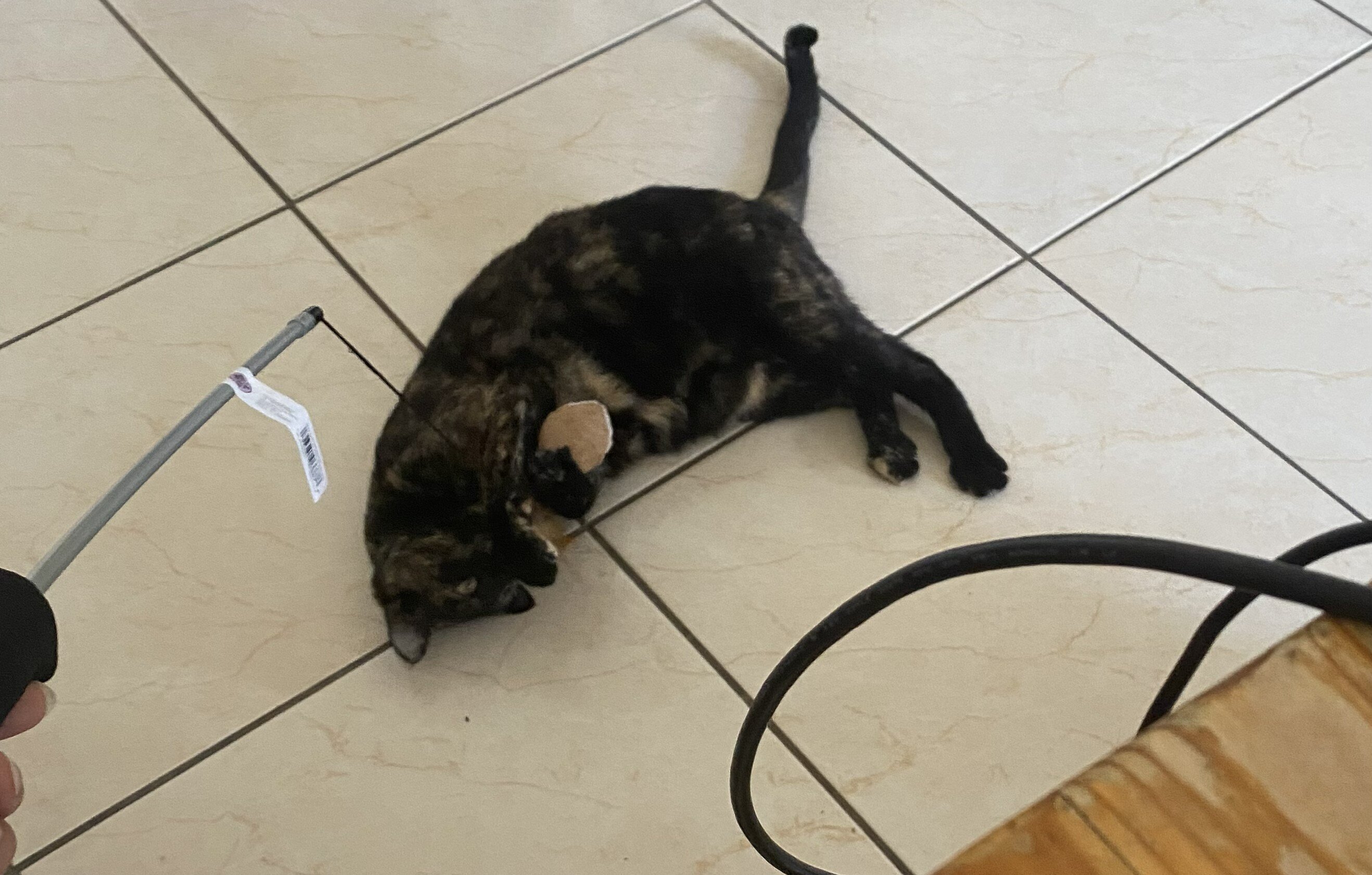 Tortie That Bonds With Her Person (2 yrs) image 5