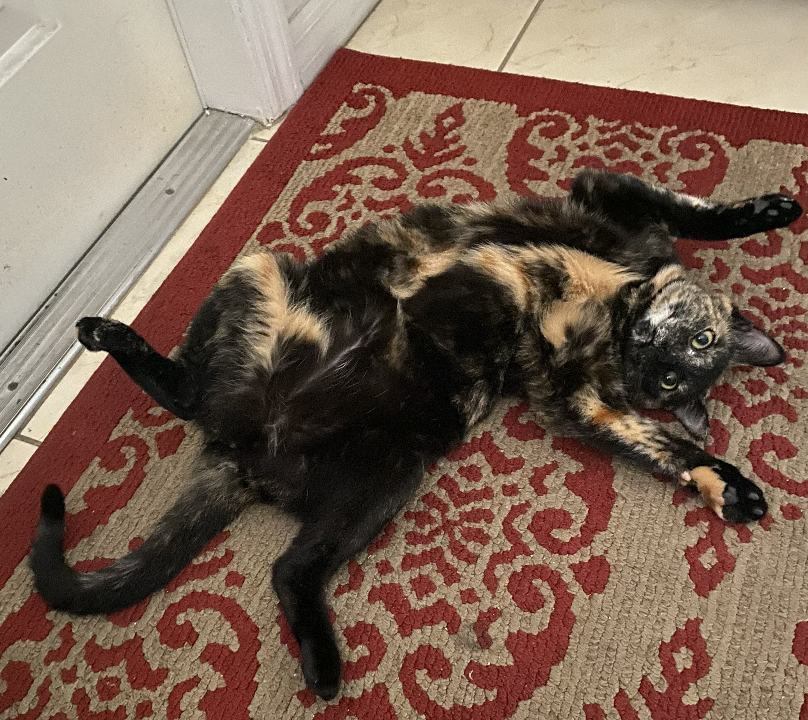 Tortie That Bonds With Her Person (2 yrs) image 7