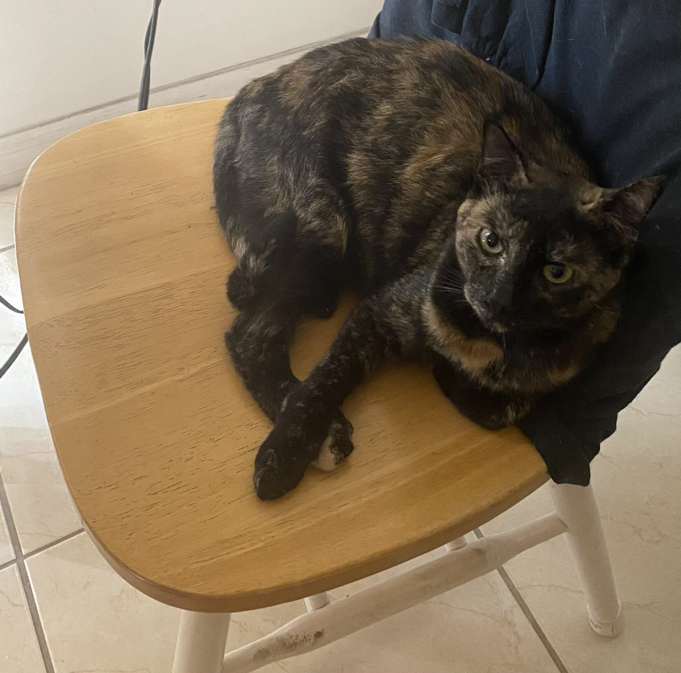 Tortie That Bonds With Her Person (2 yrs) image 1