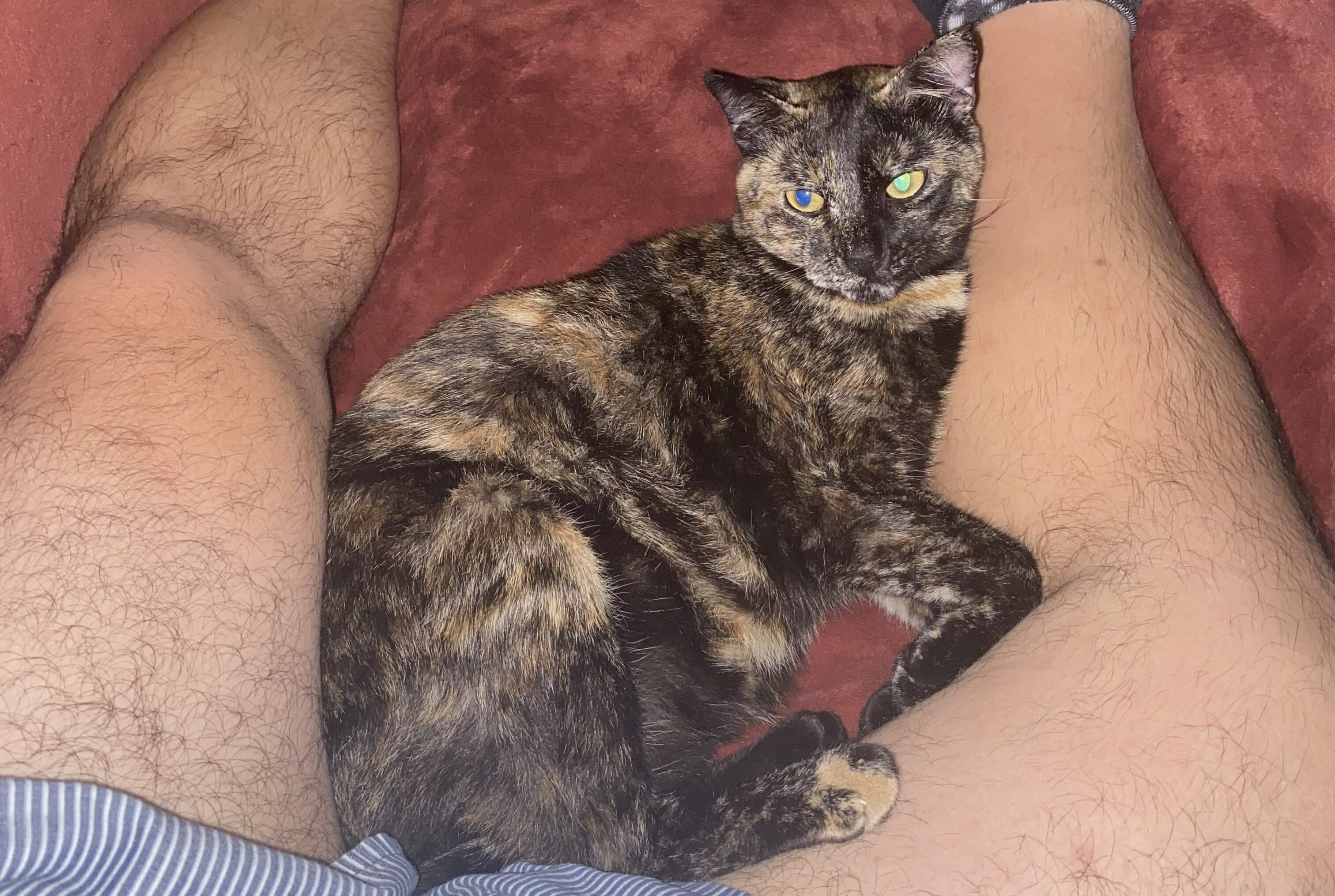 Tortie That Bonds With Her Person (2 yrs) image 9