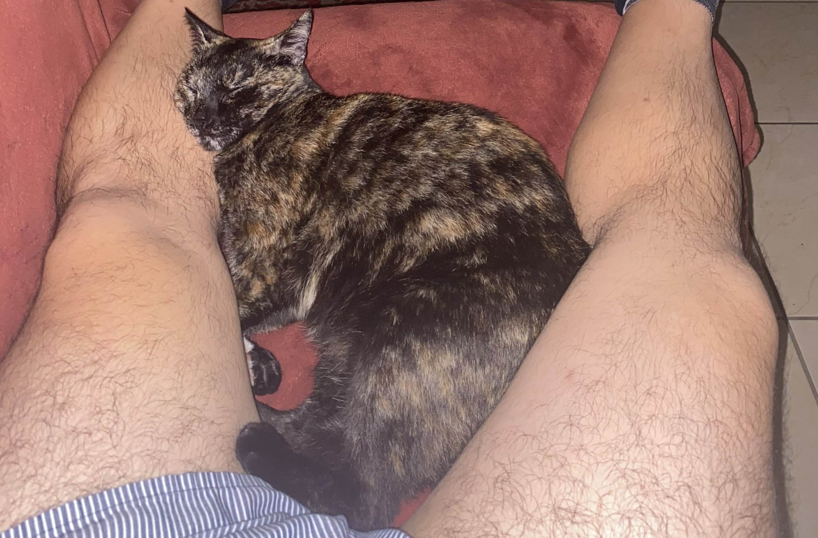 Tortie That Bonds With Her Person (2 yrs) image 10