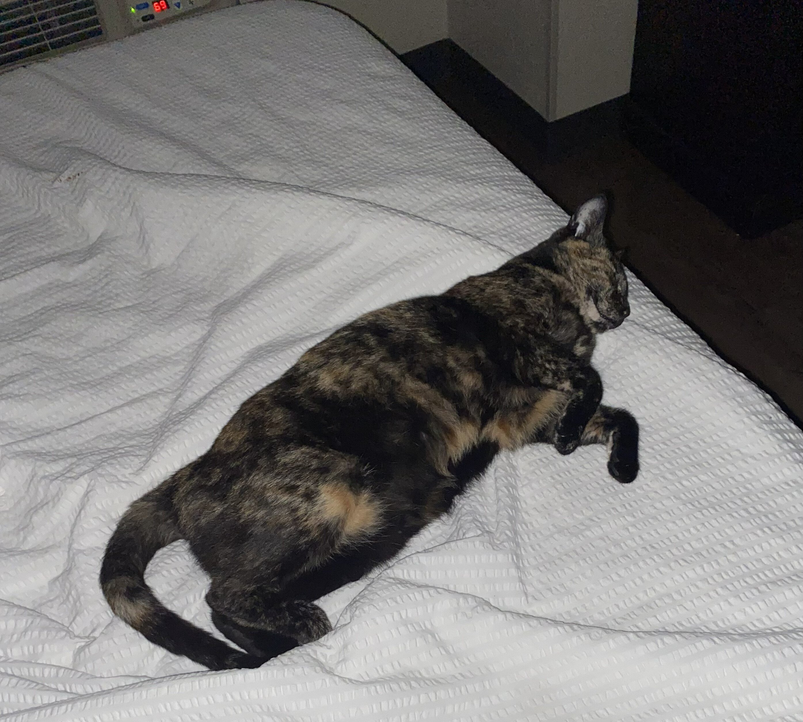 Tortie That Bonds With Her Person (2 yrs) image 6