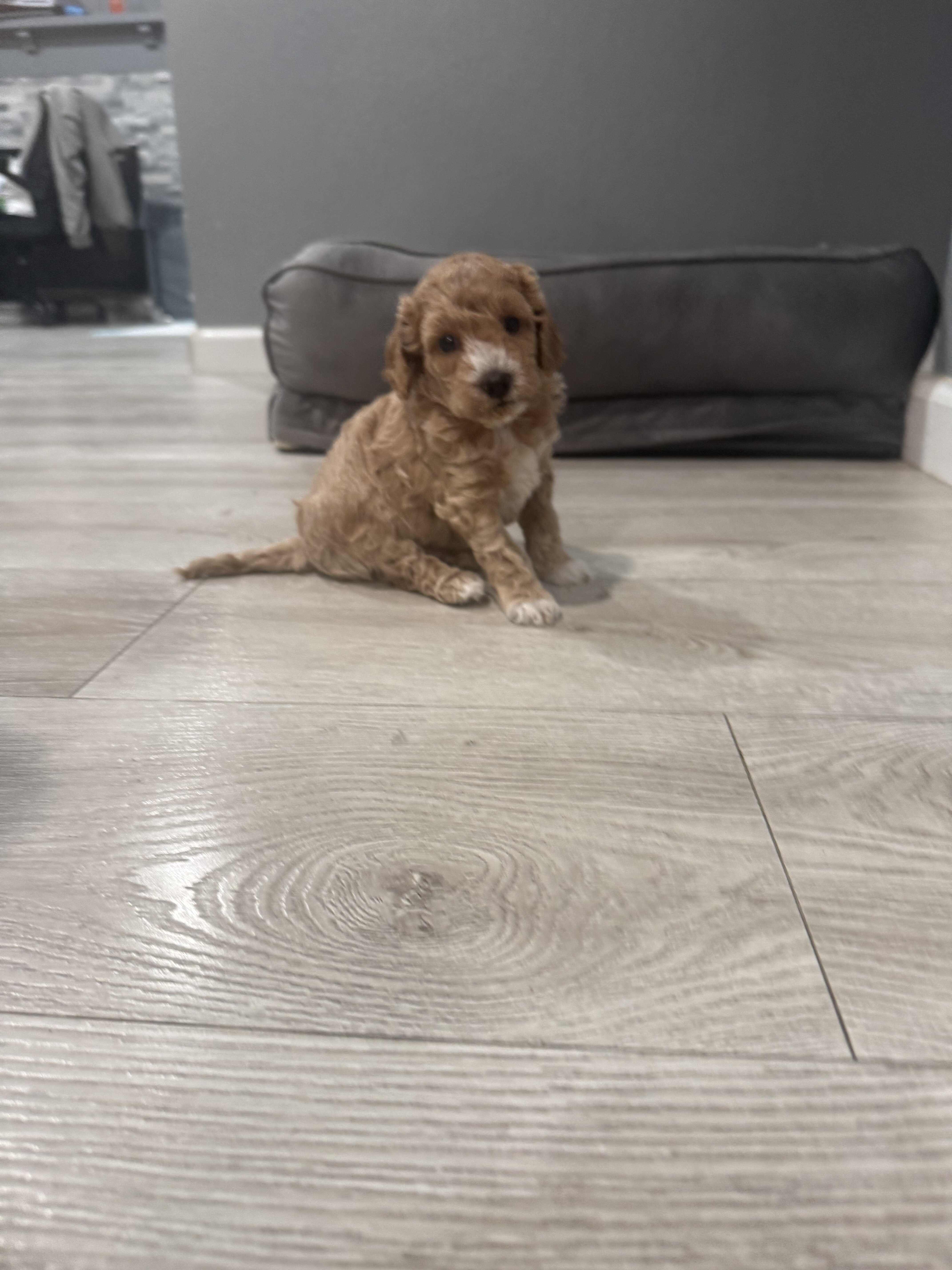 Boy Mini poodle puppy image 5