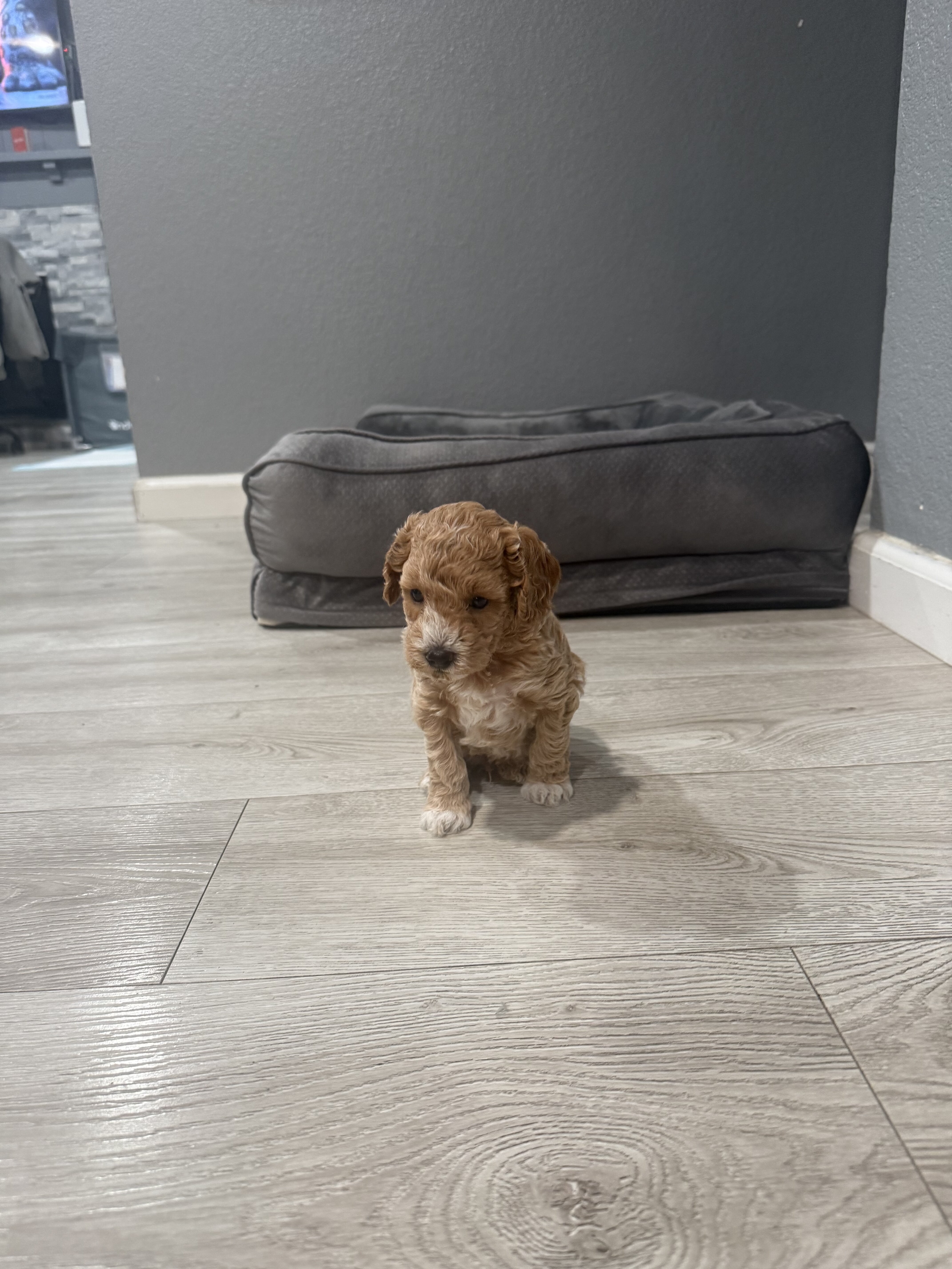 Boy Mini poodle puppy image 6