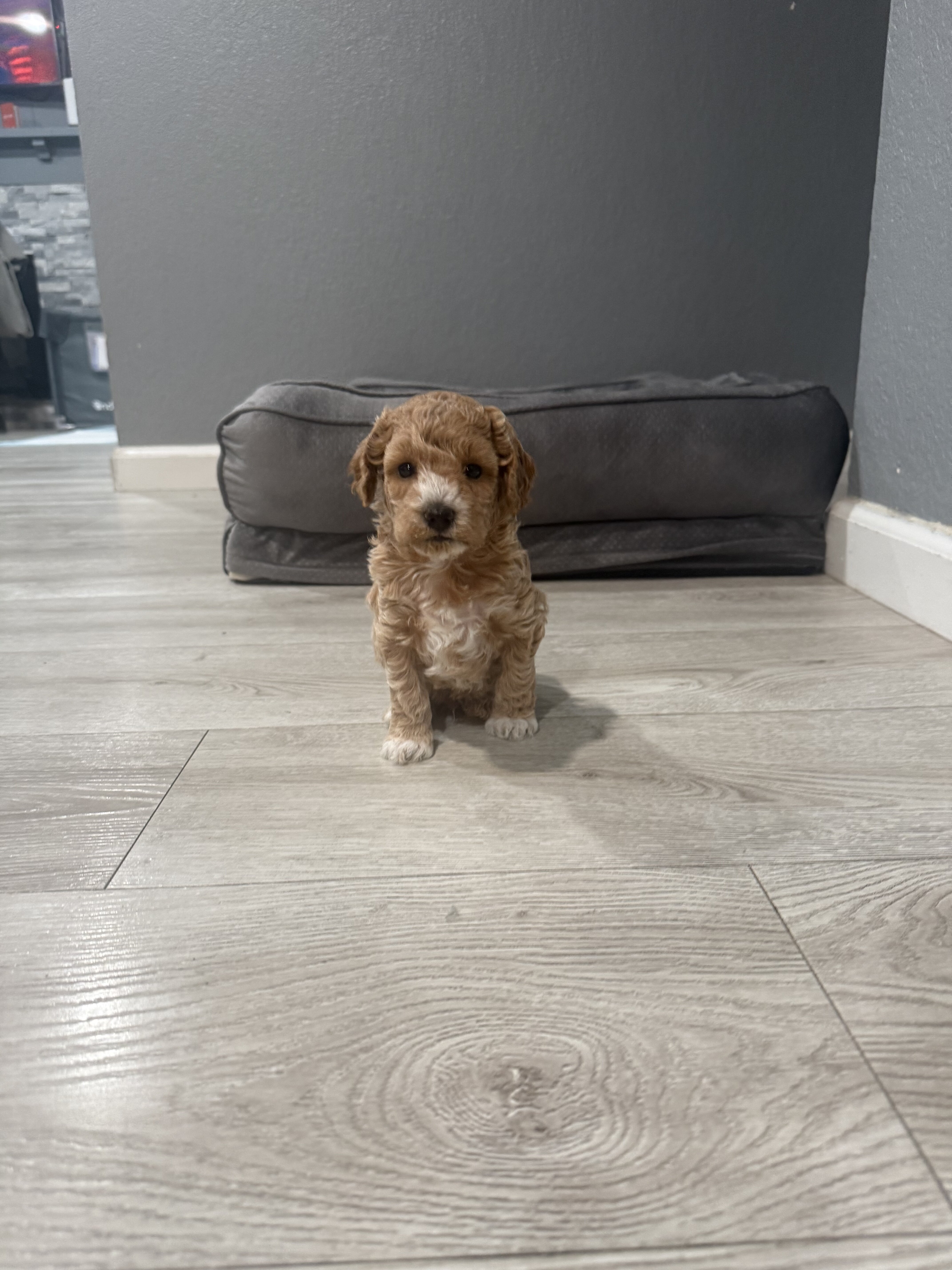 Boy Mini poodle puppy image 3