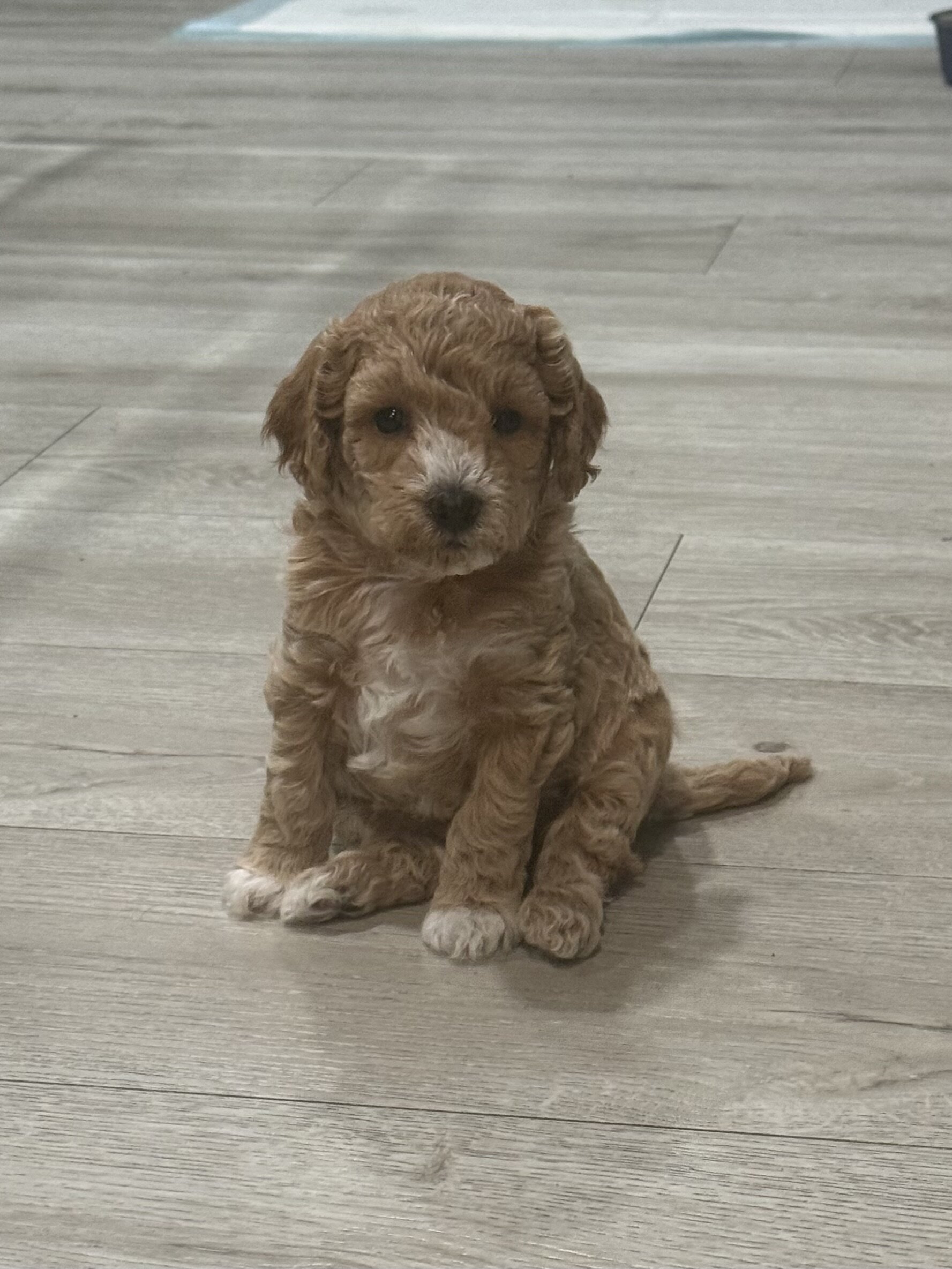 Boy Mini poodle puppy image 4