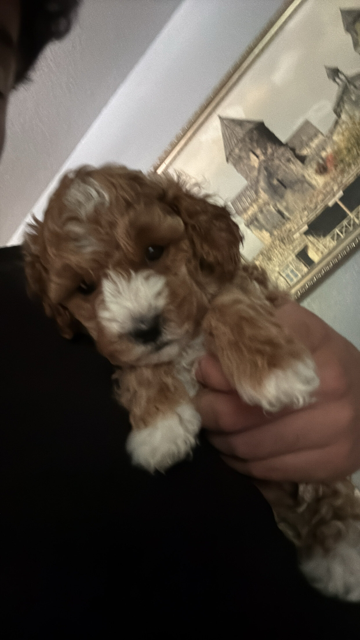 Boy Mini poodle puppy image 8