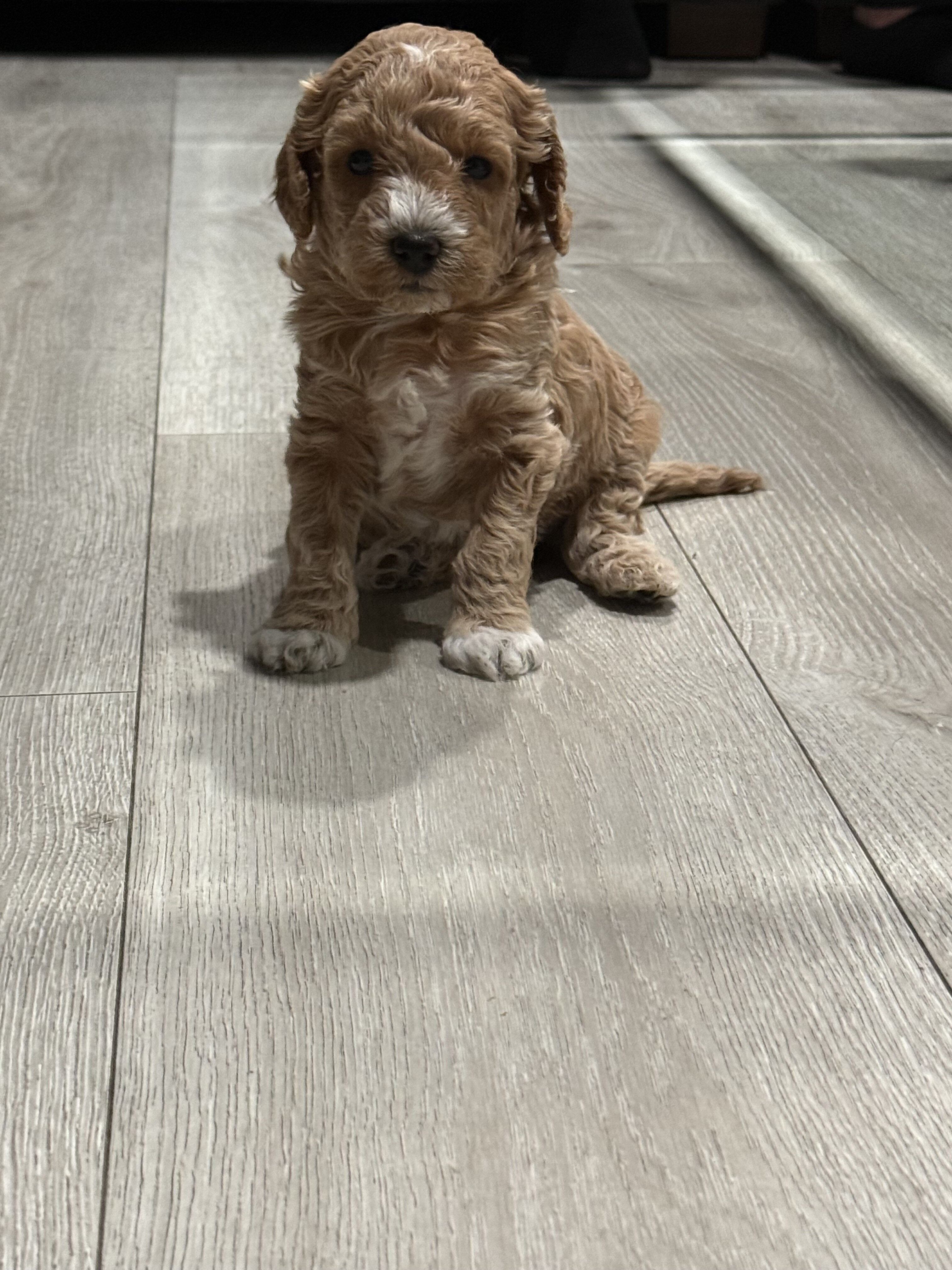Boy Mini poodle puppy image 2