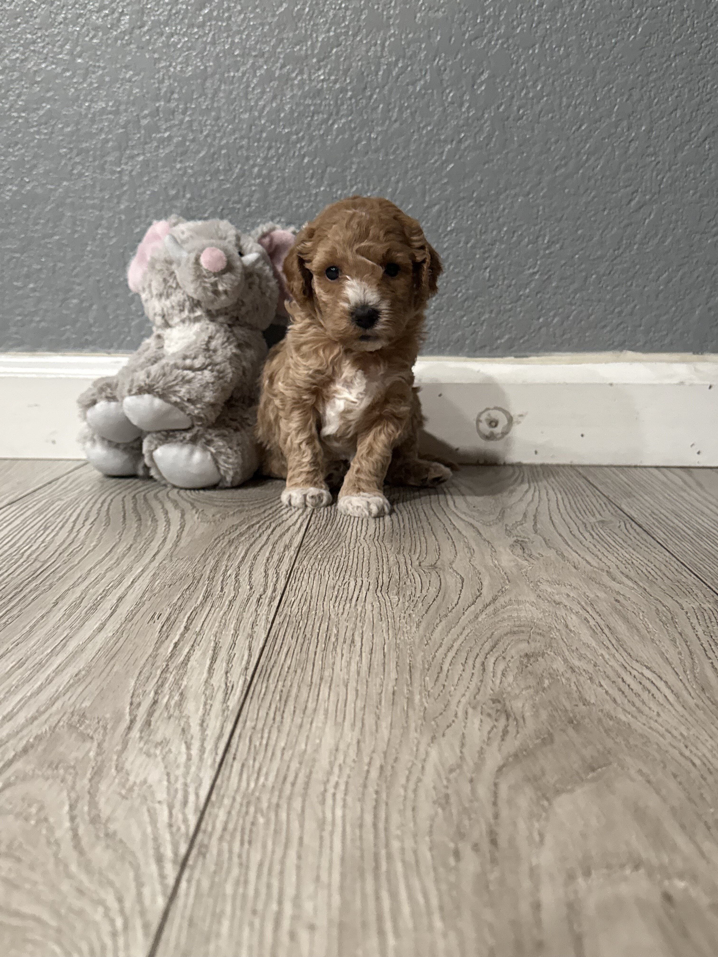 Boy Mini poodle puppy image 1