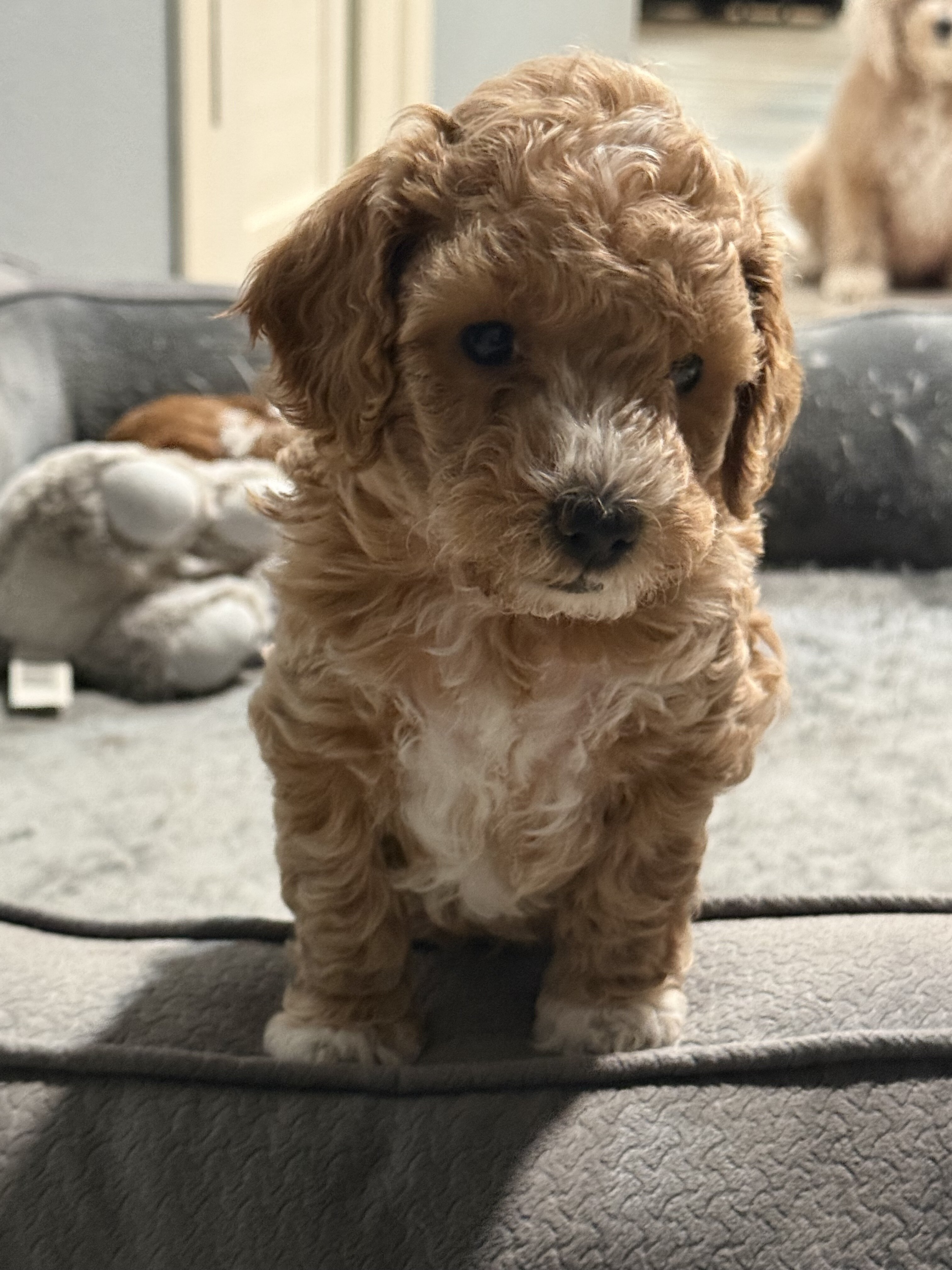 Boy Mini poodle puppy image 7