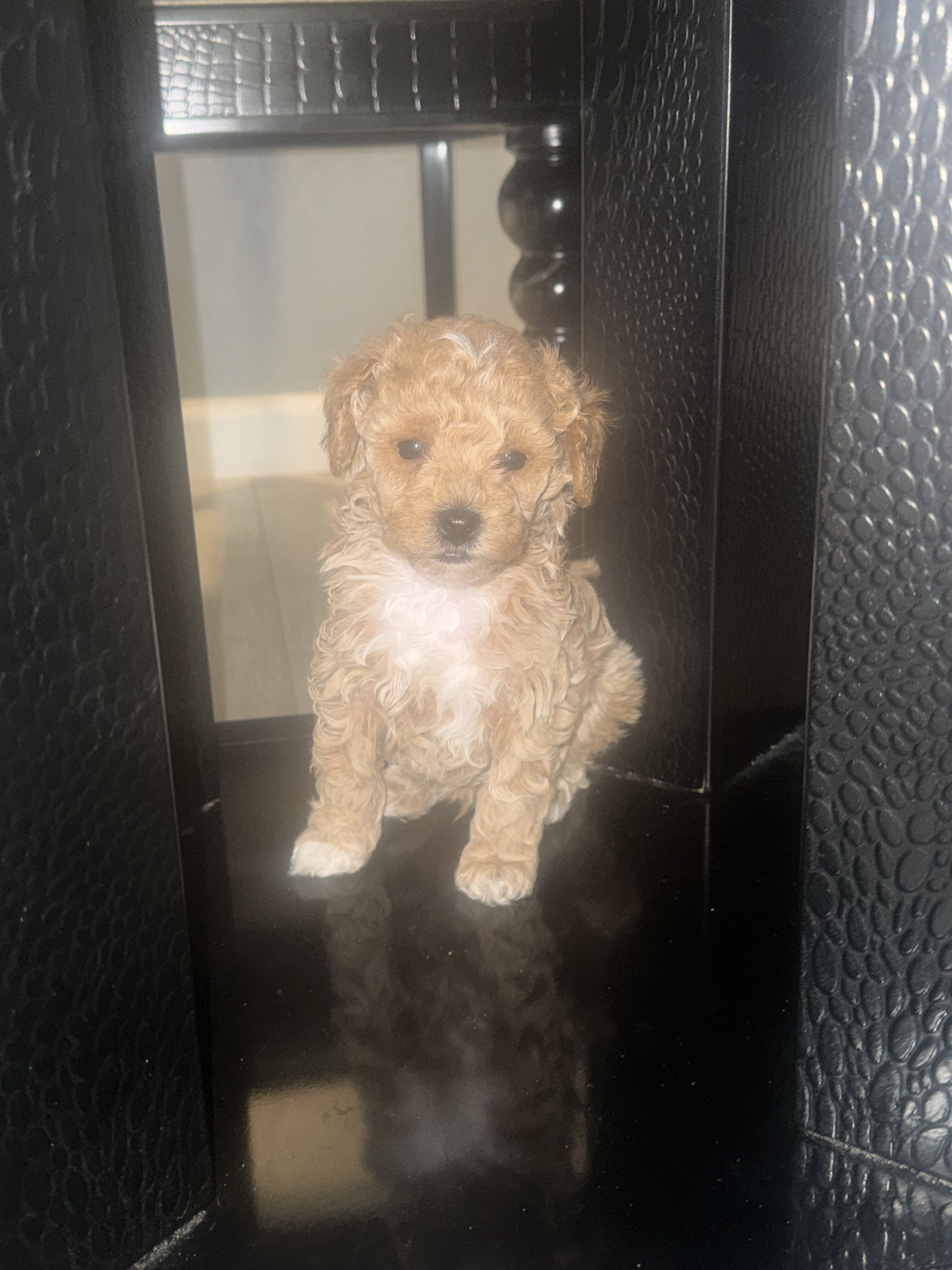 Mini poodle boy puppy image 3