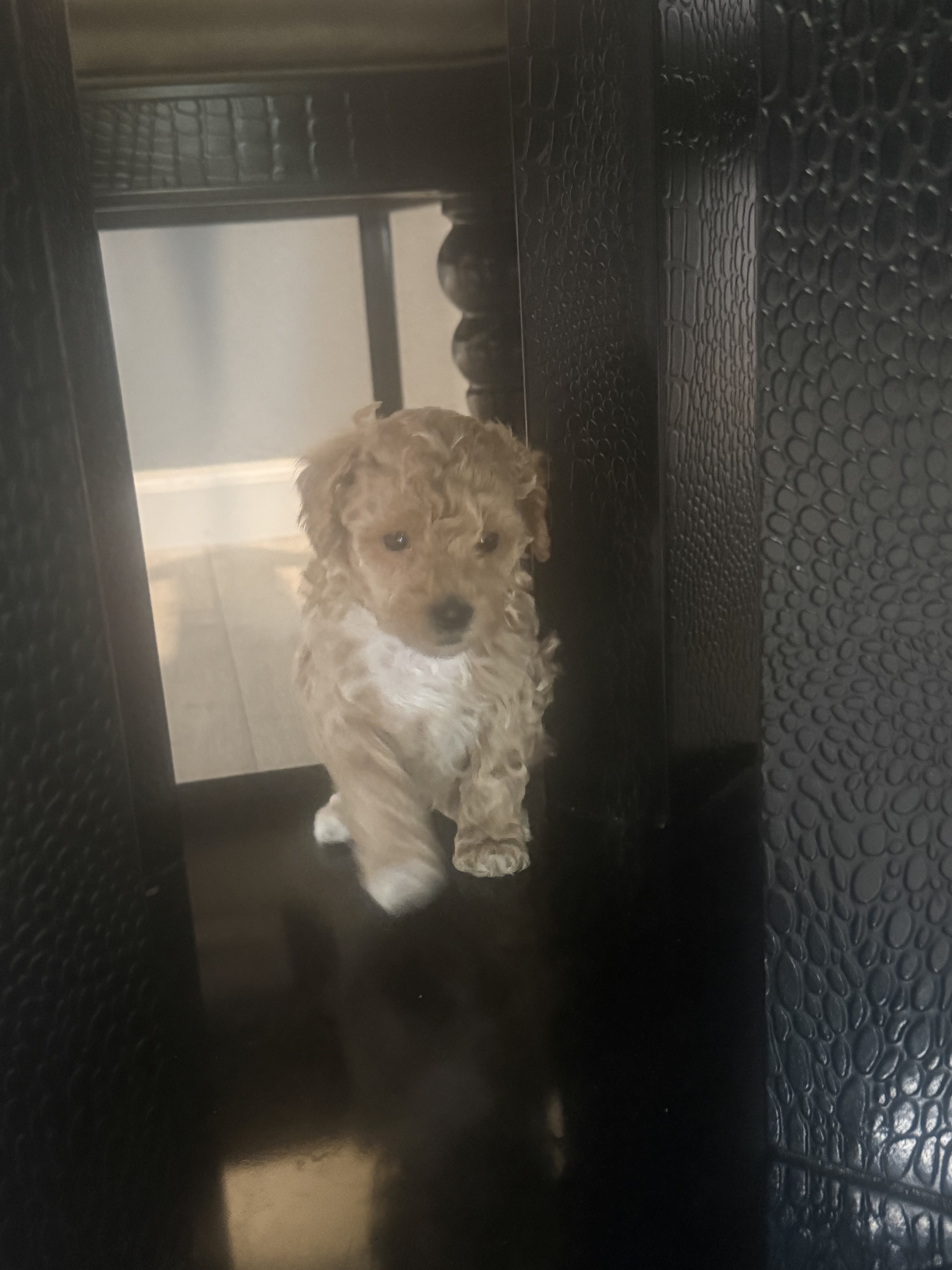 Mini poodle boy puppy image 4