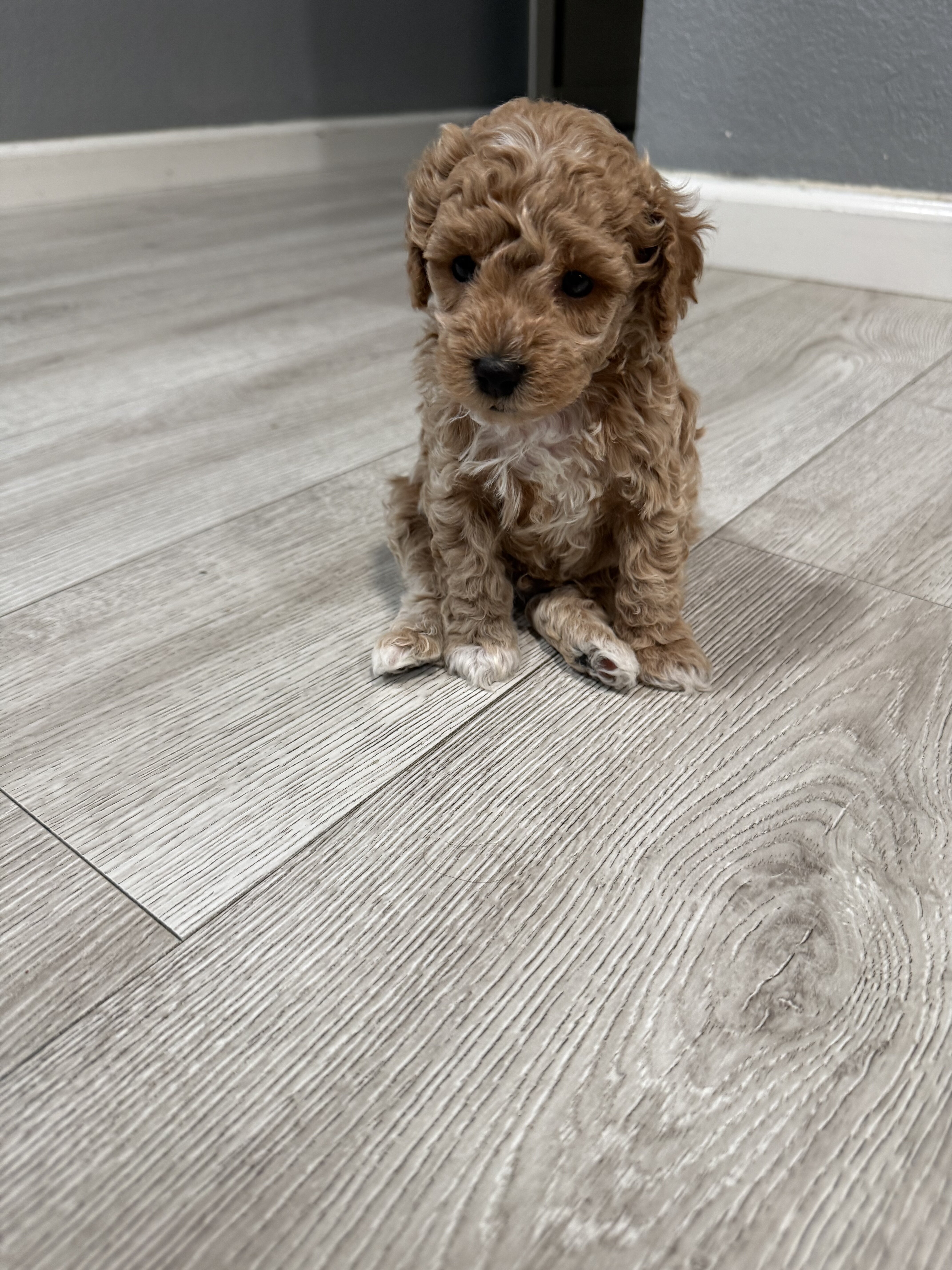 Mini poodle boy puppy image 2