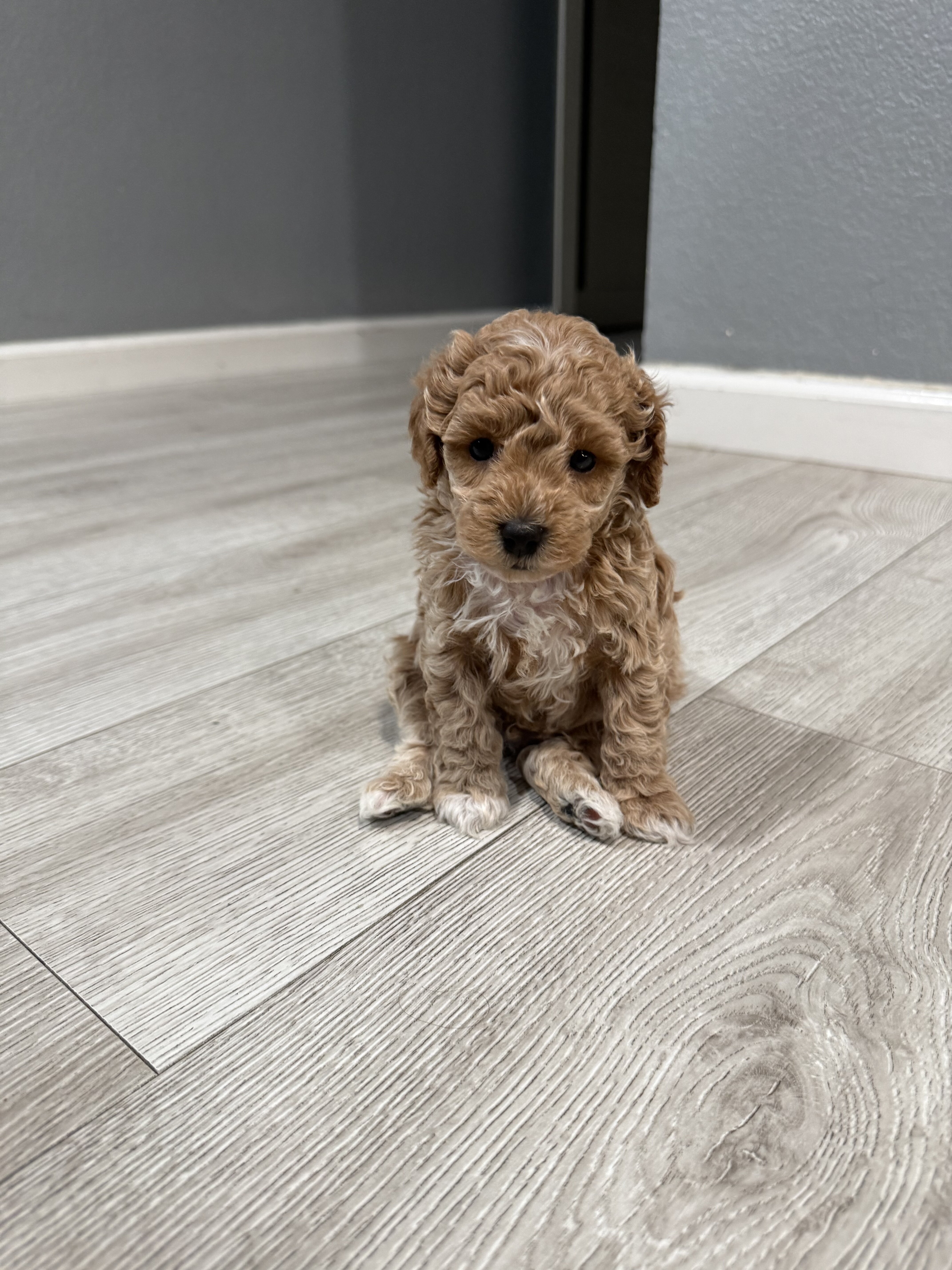 Mini poodle boy puppy image 5