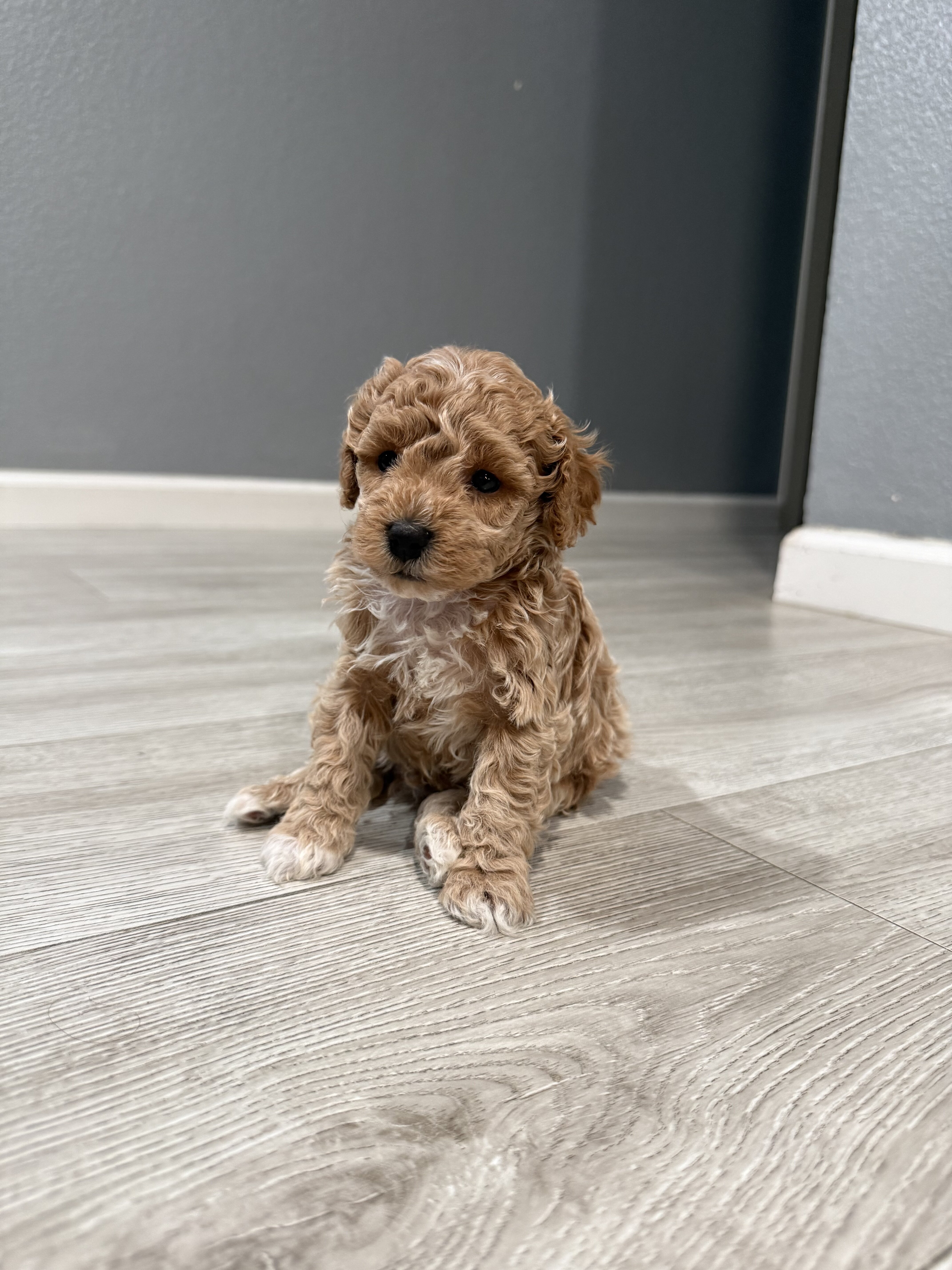 Mini poodle boy puppy image 1