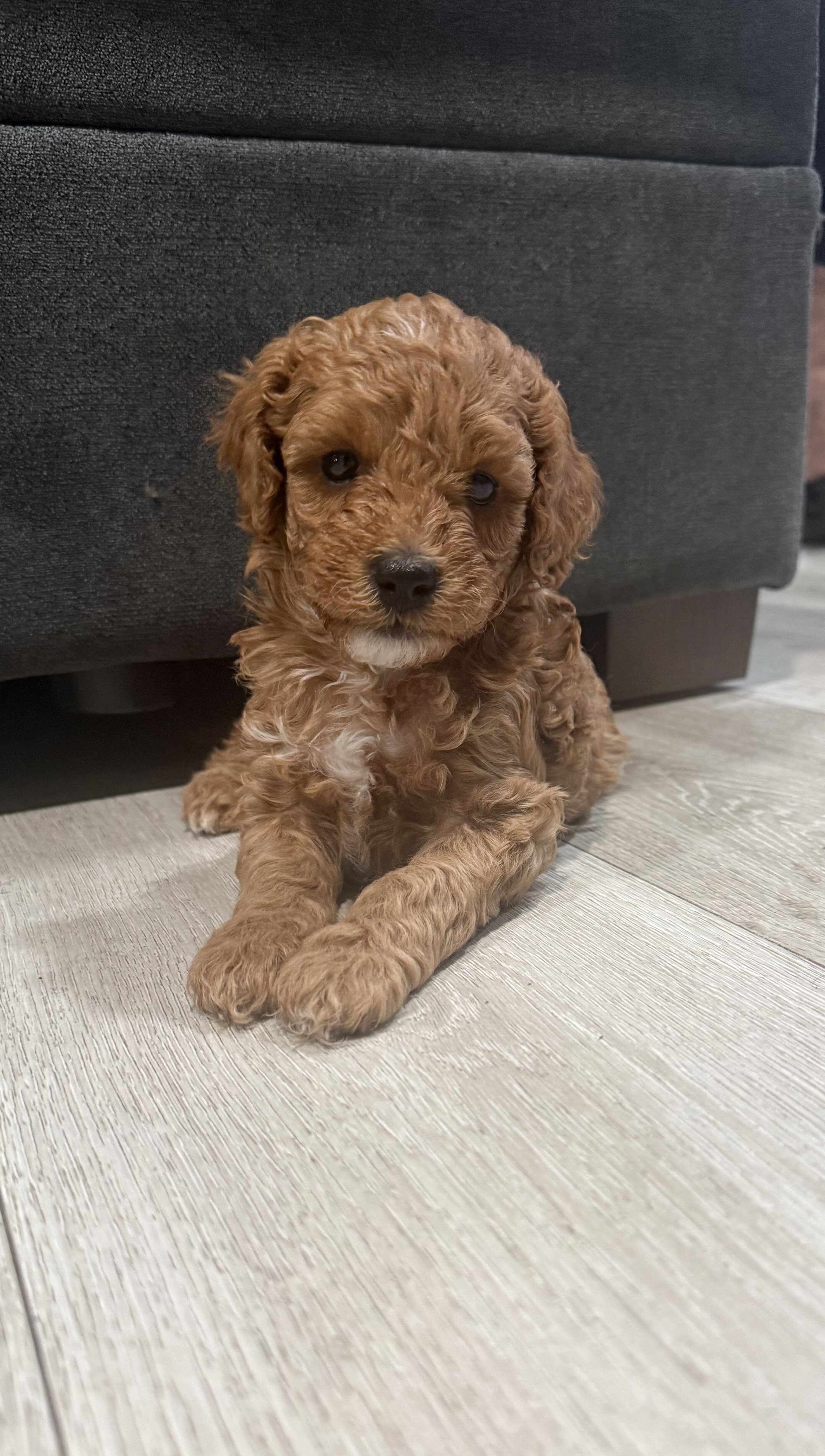 Brown Boy mini poodle puppy image 1