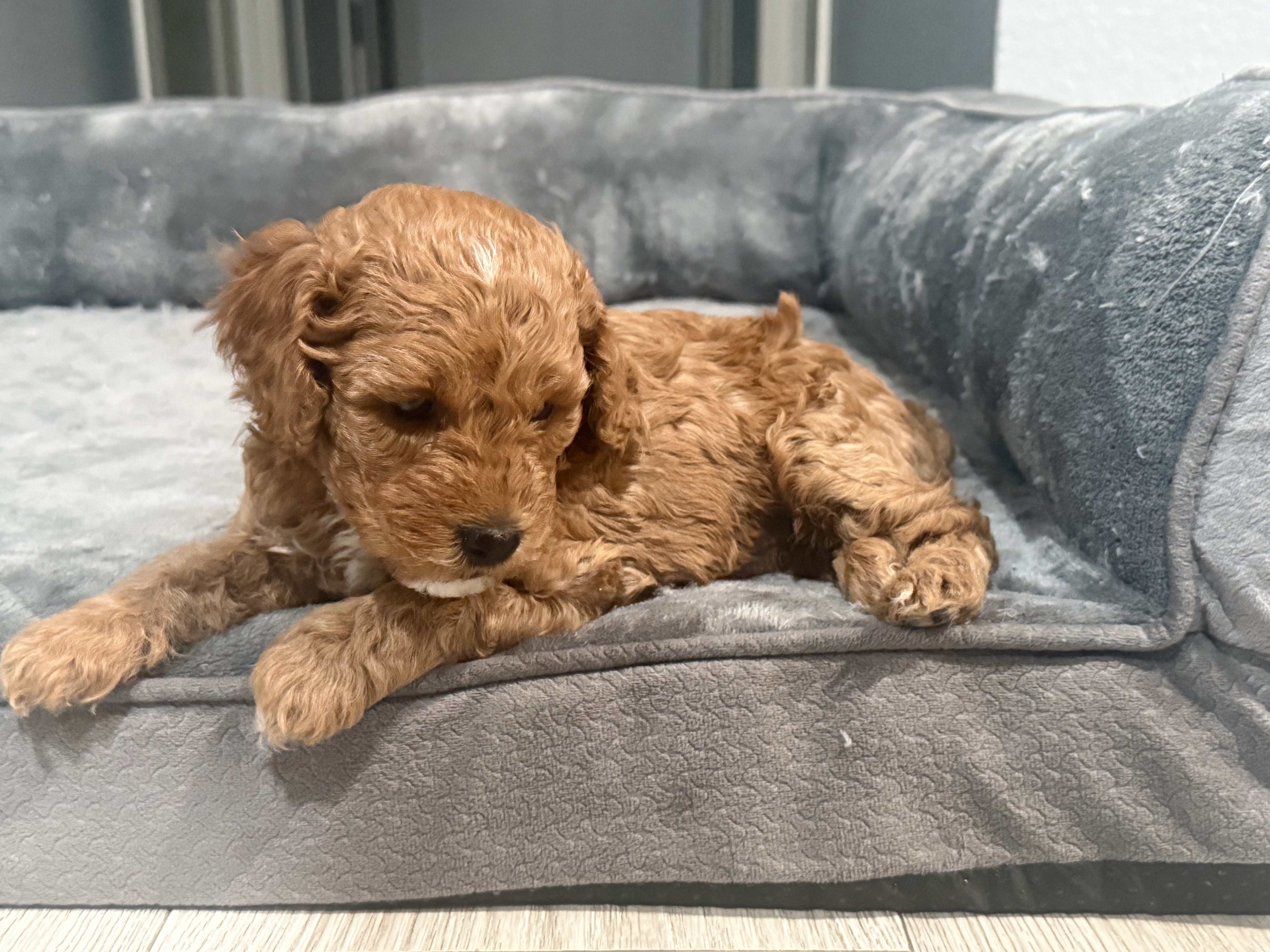 Brown Boy mini poodle puppy image 4