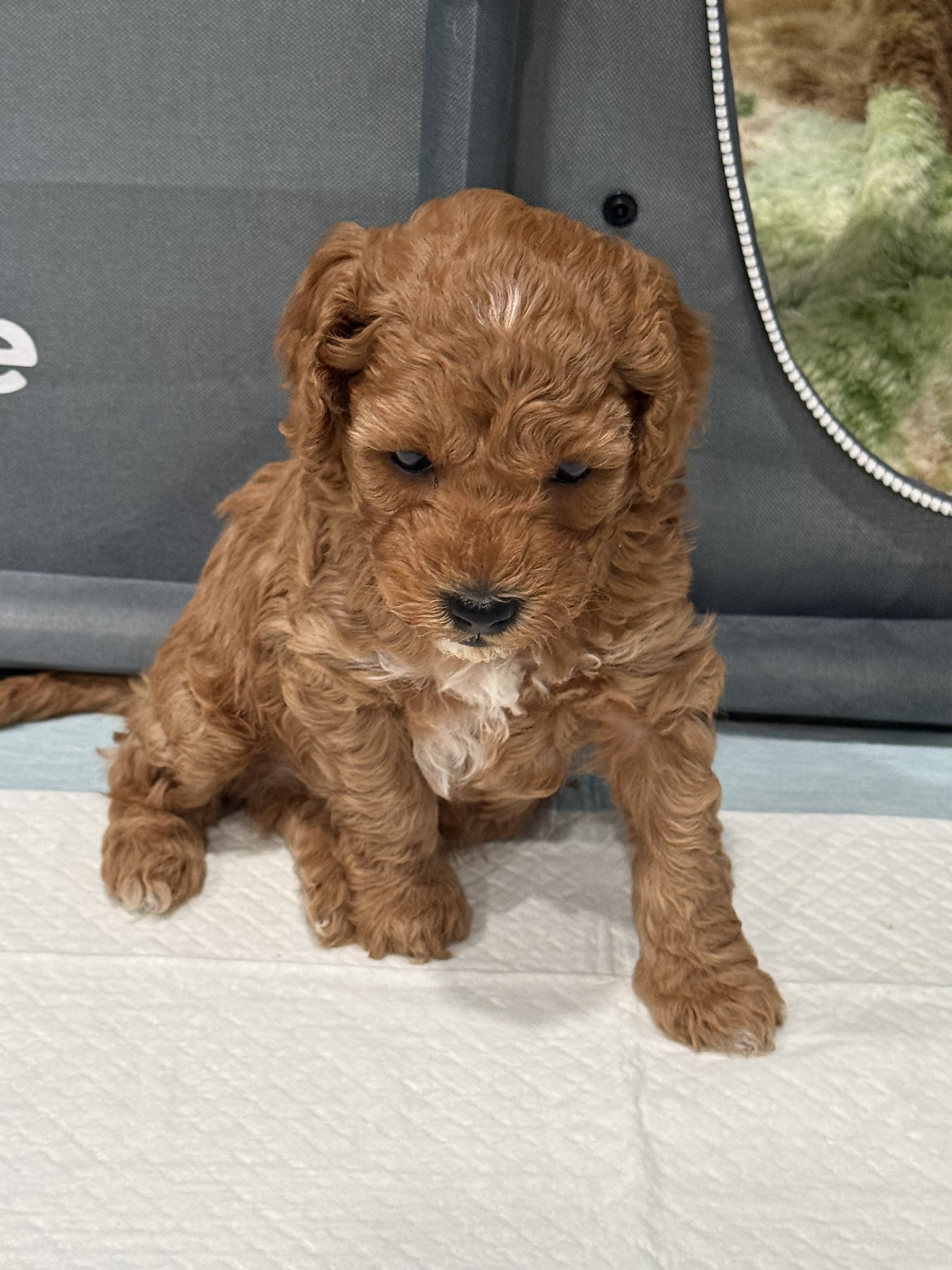 Brown Boy mini poodle puppy image 5