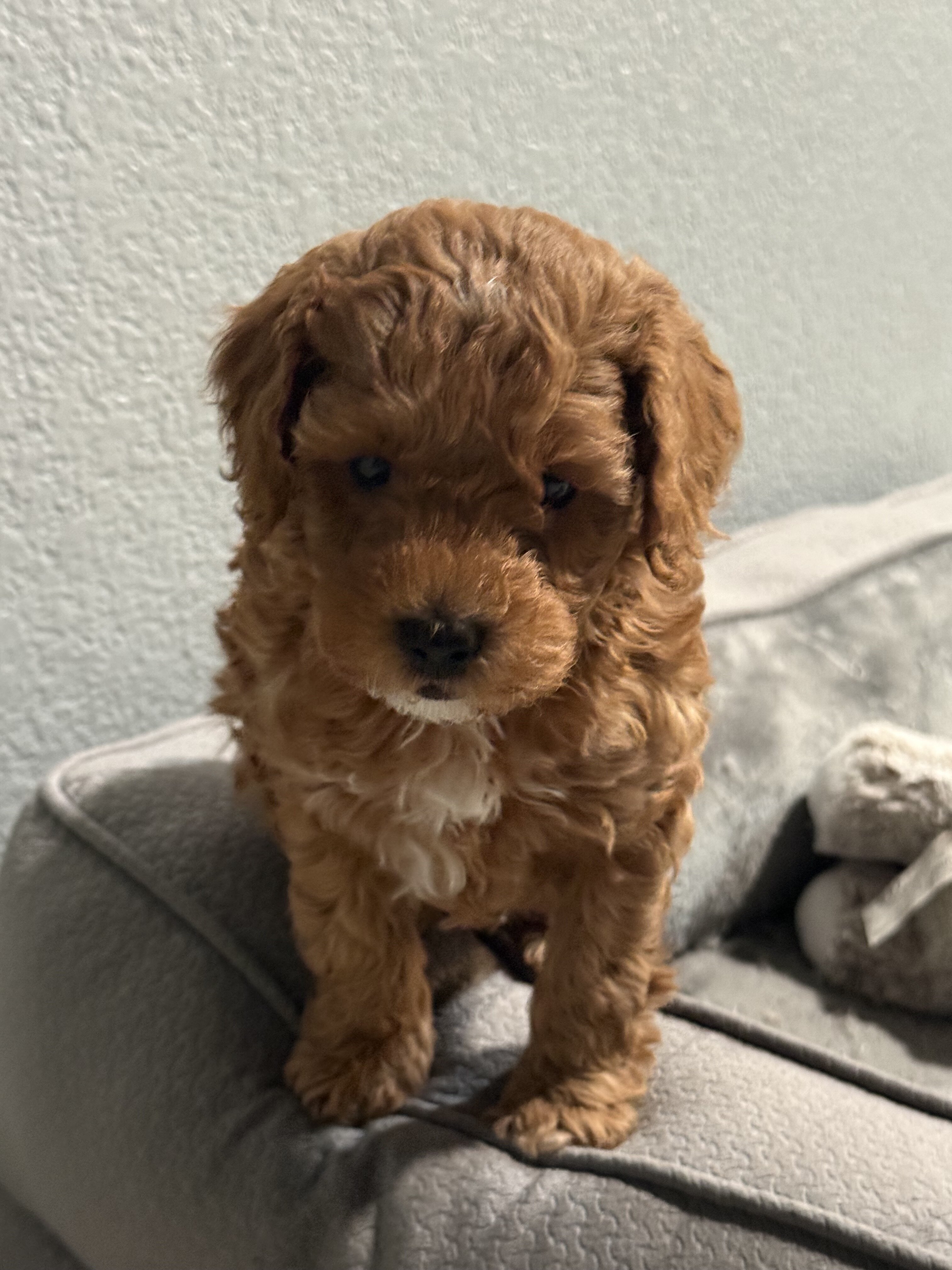 Brown Boy mini poodle puppy image 3