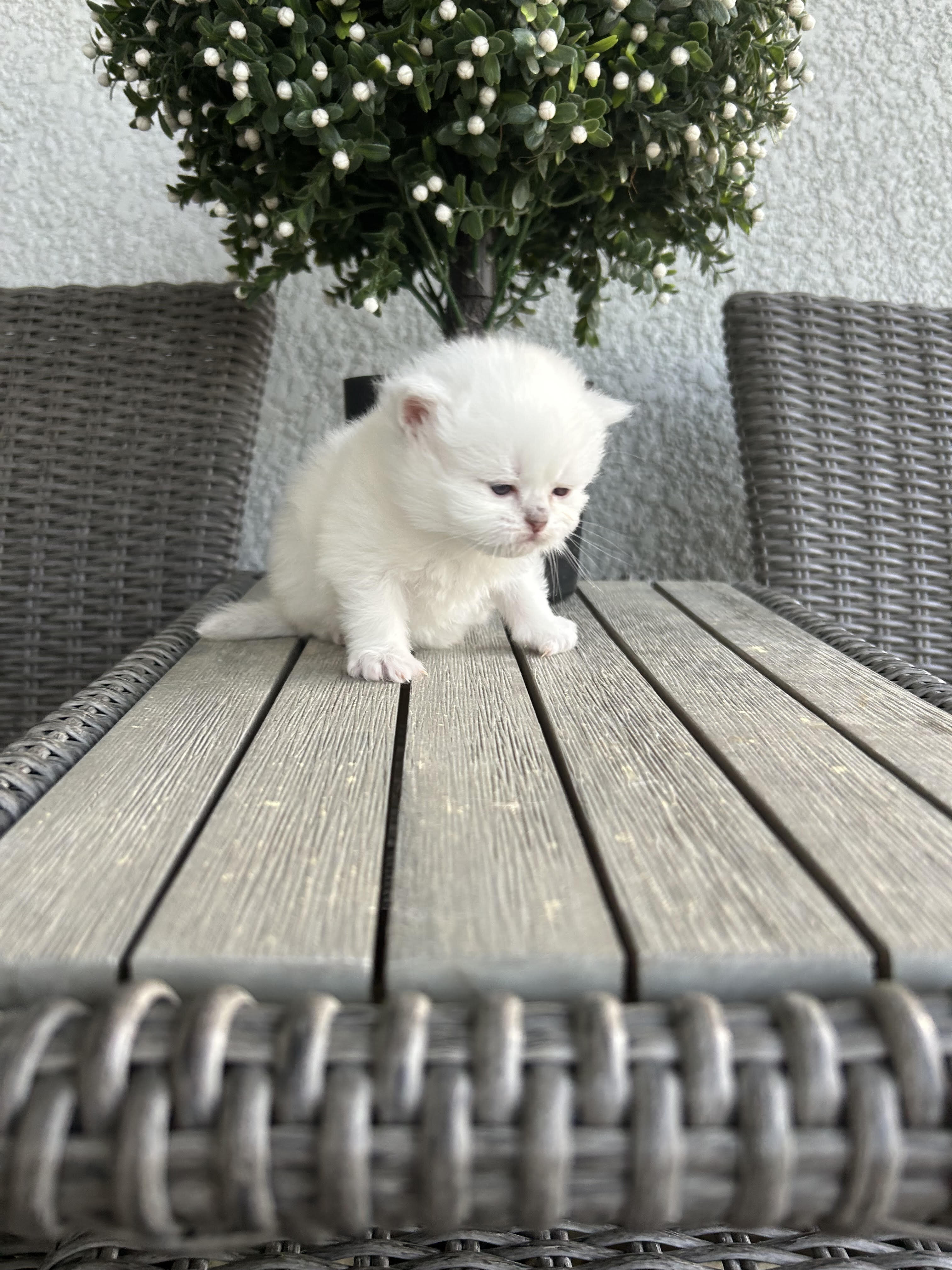 Pure White Persian Kittens (Atlanta) image 2