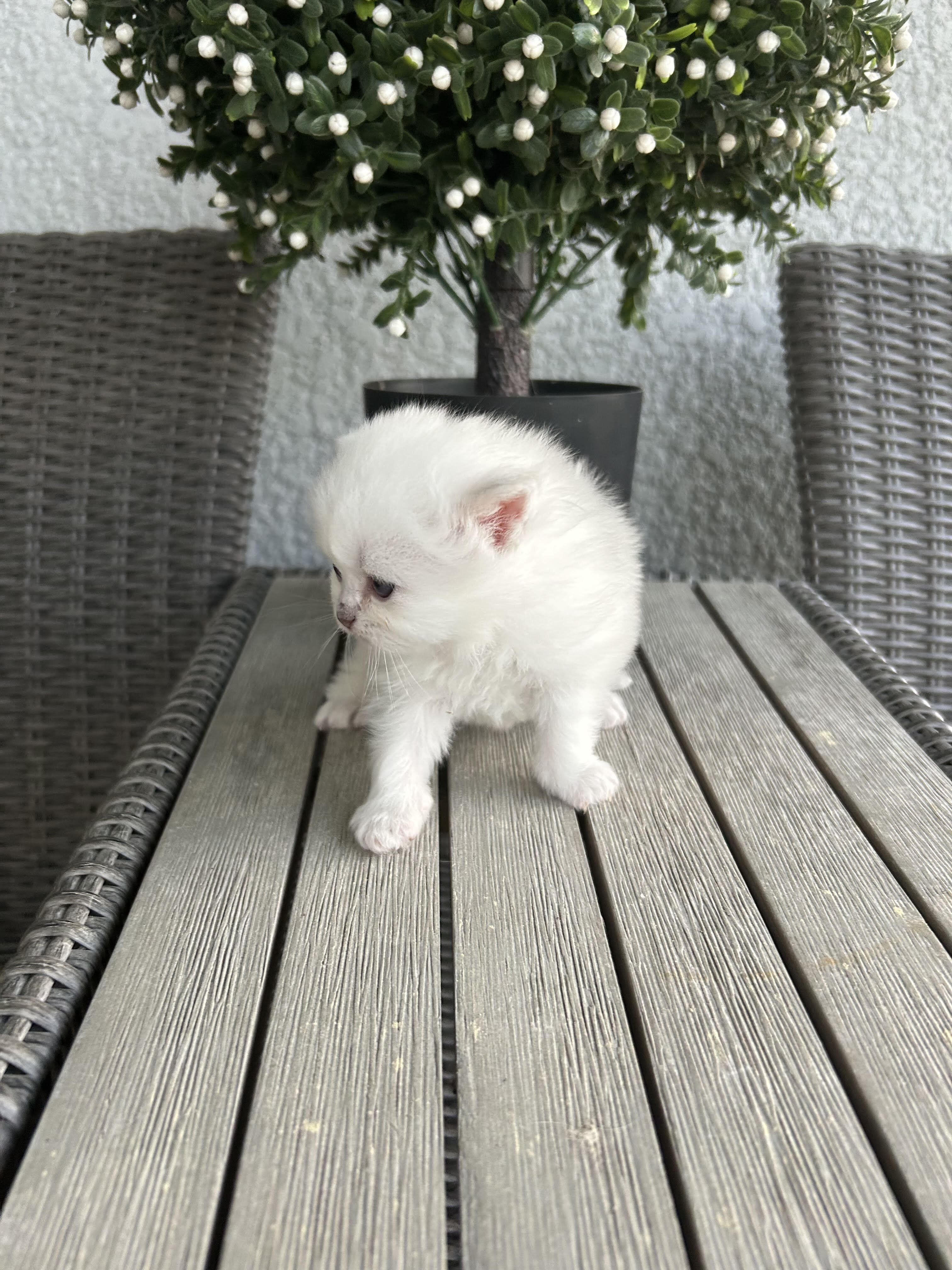 Pure White Persian Kittens (Atlanta) image 3