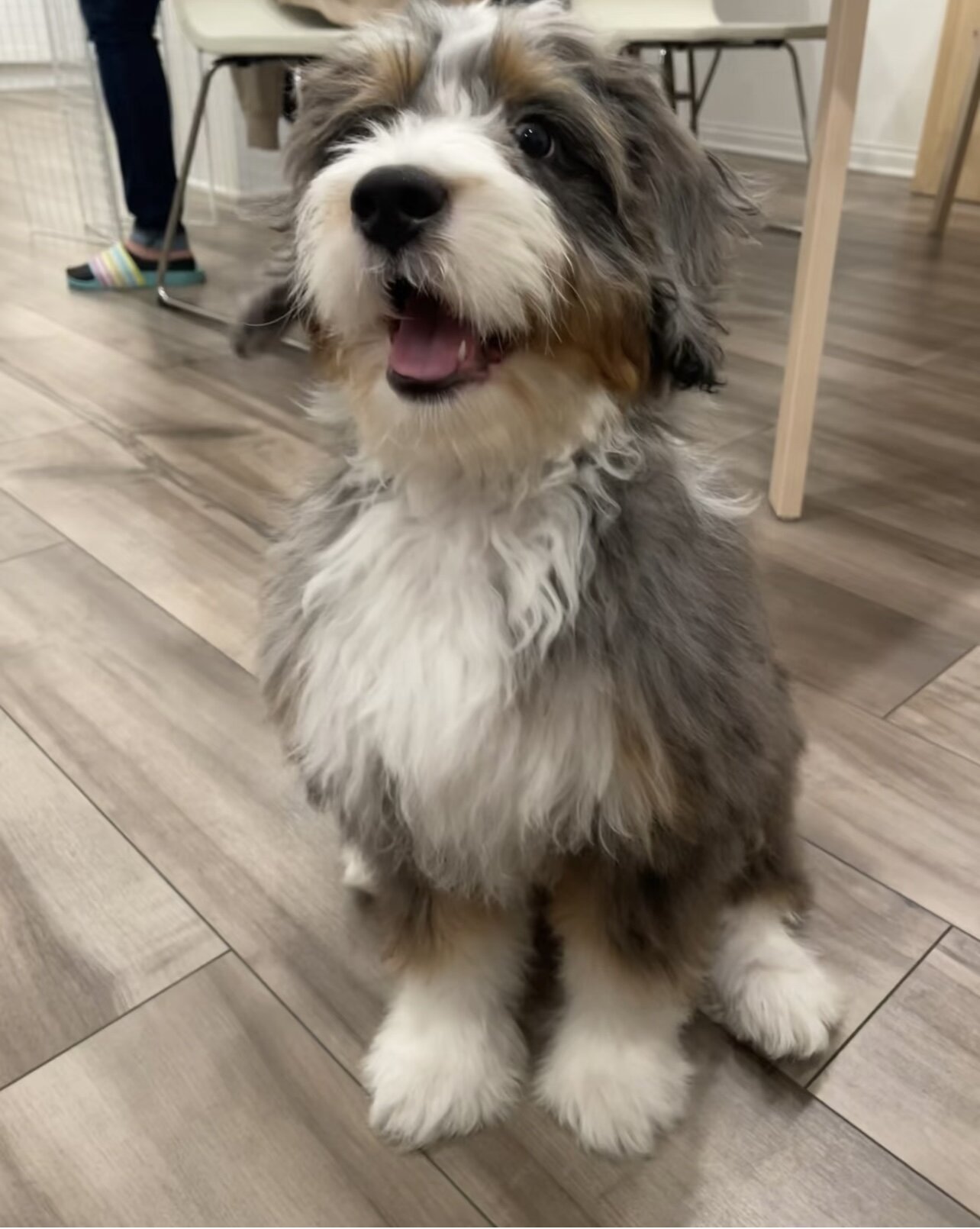 Mini Bernedoodle image 1