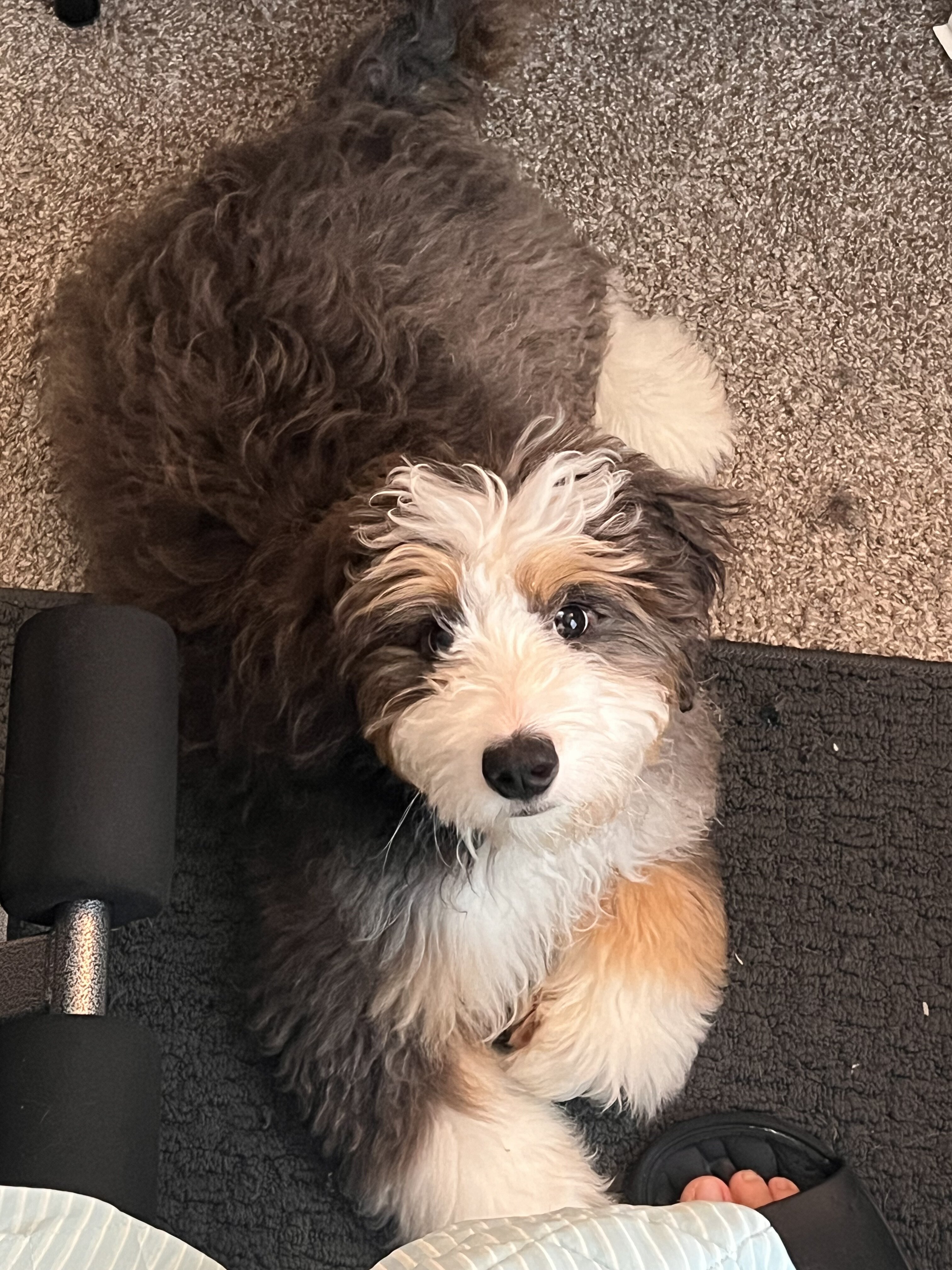 Mini Bernedoodle image 4