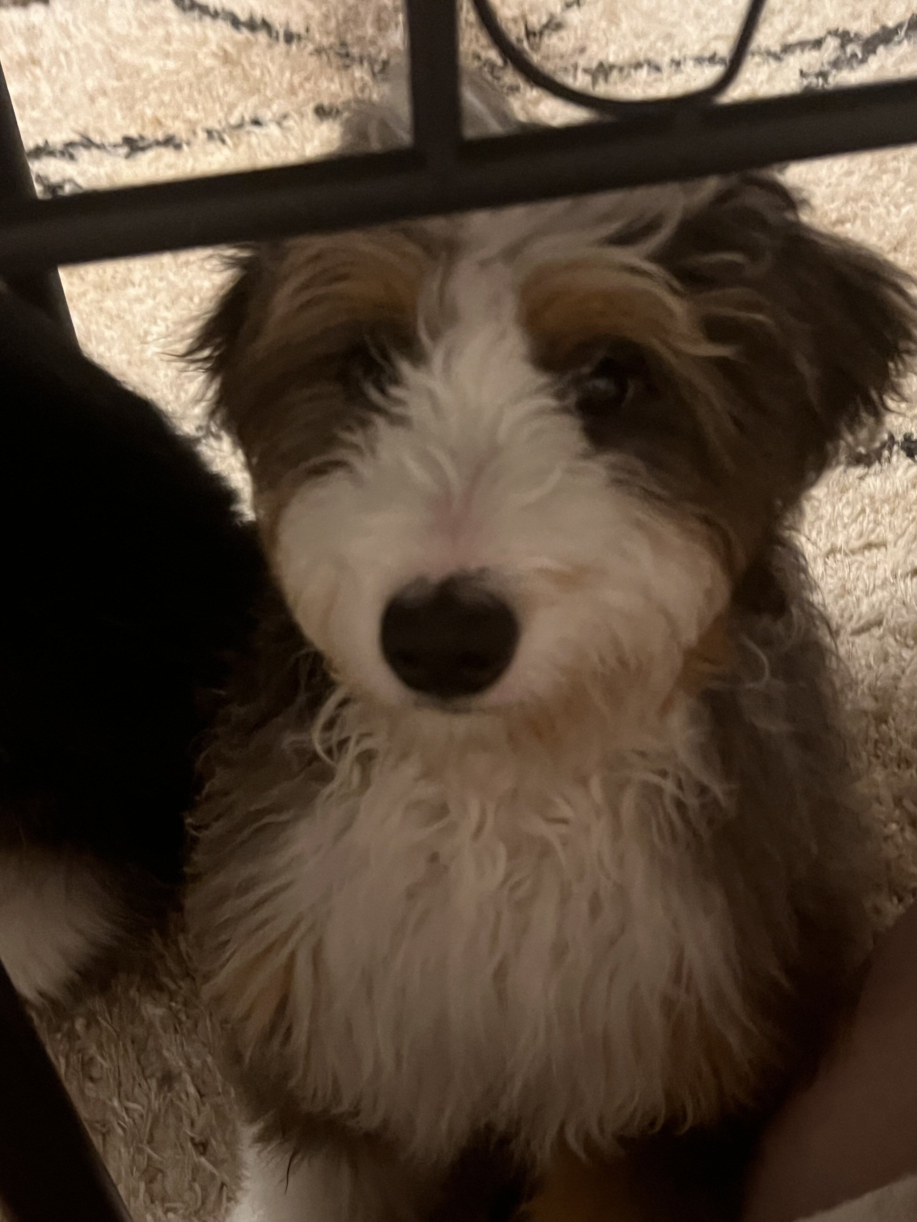 Mini Bernedoodle image 9