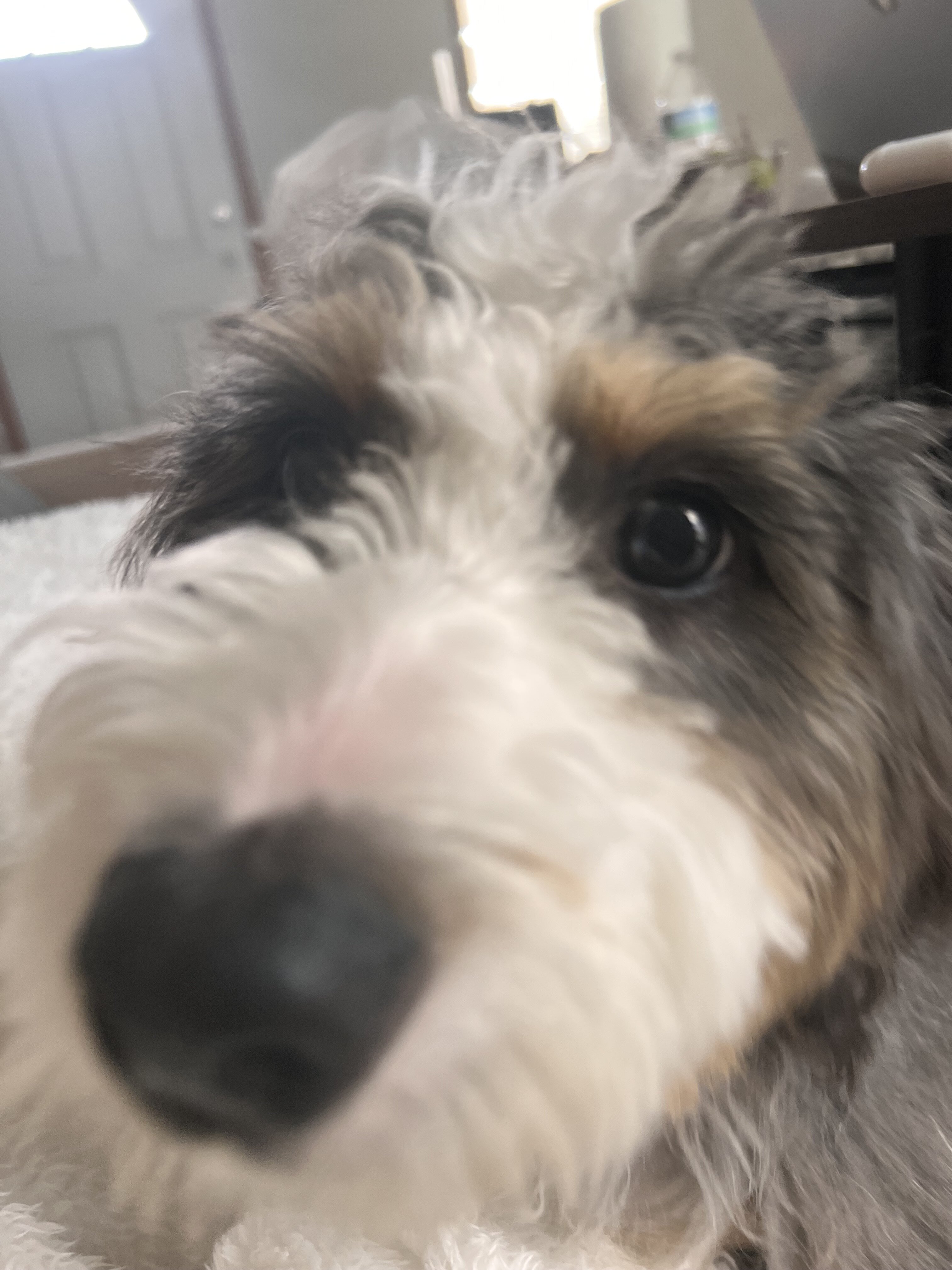 Mini Bernedoodle image 5