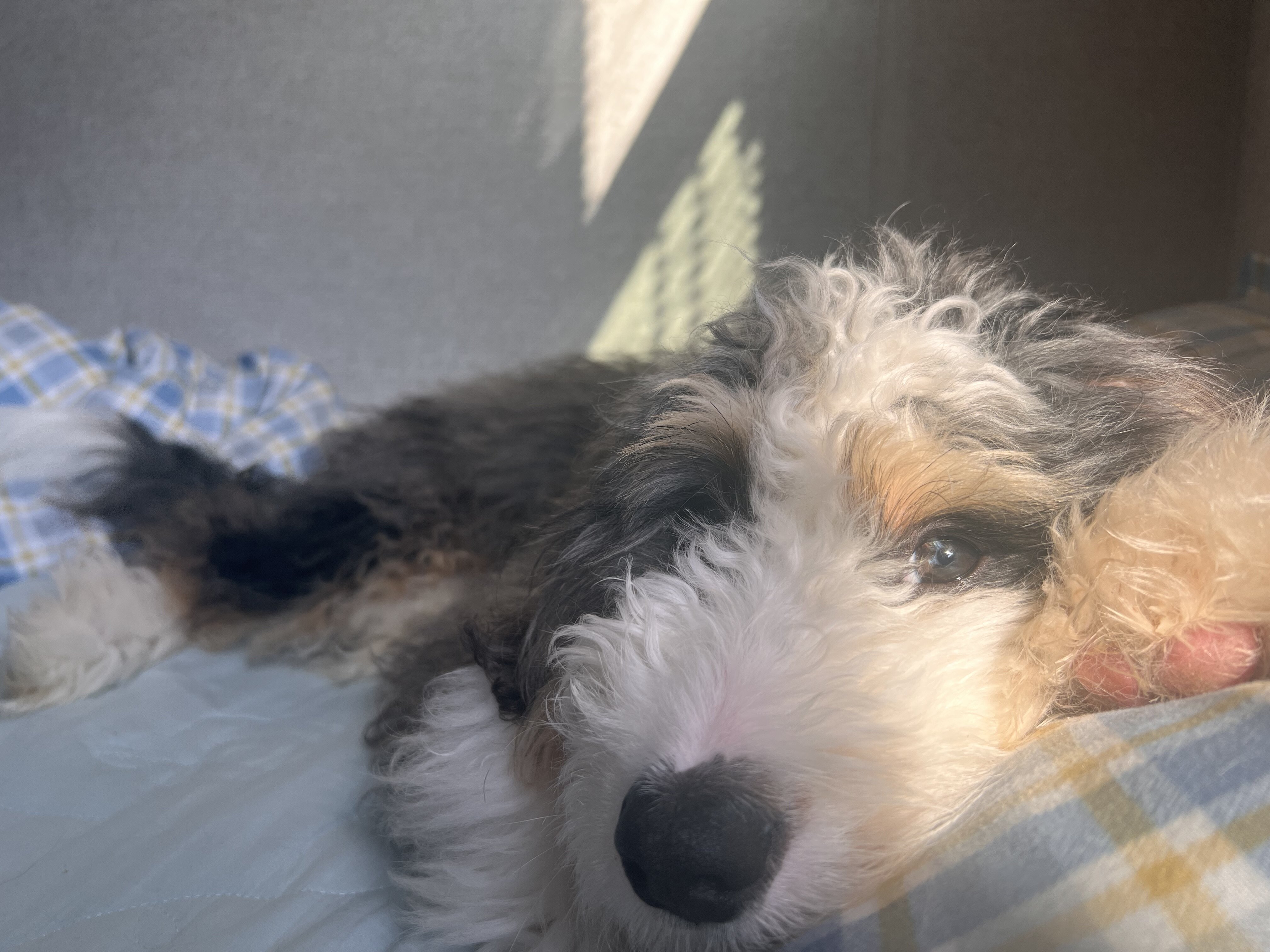 Mini Bernedoodle image 8