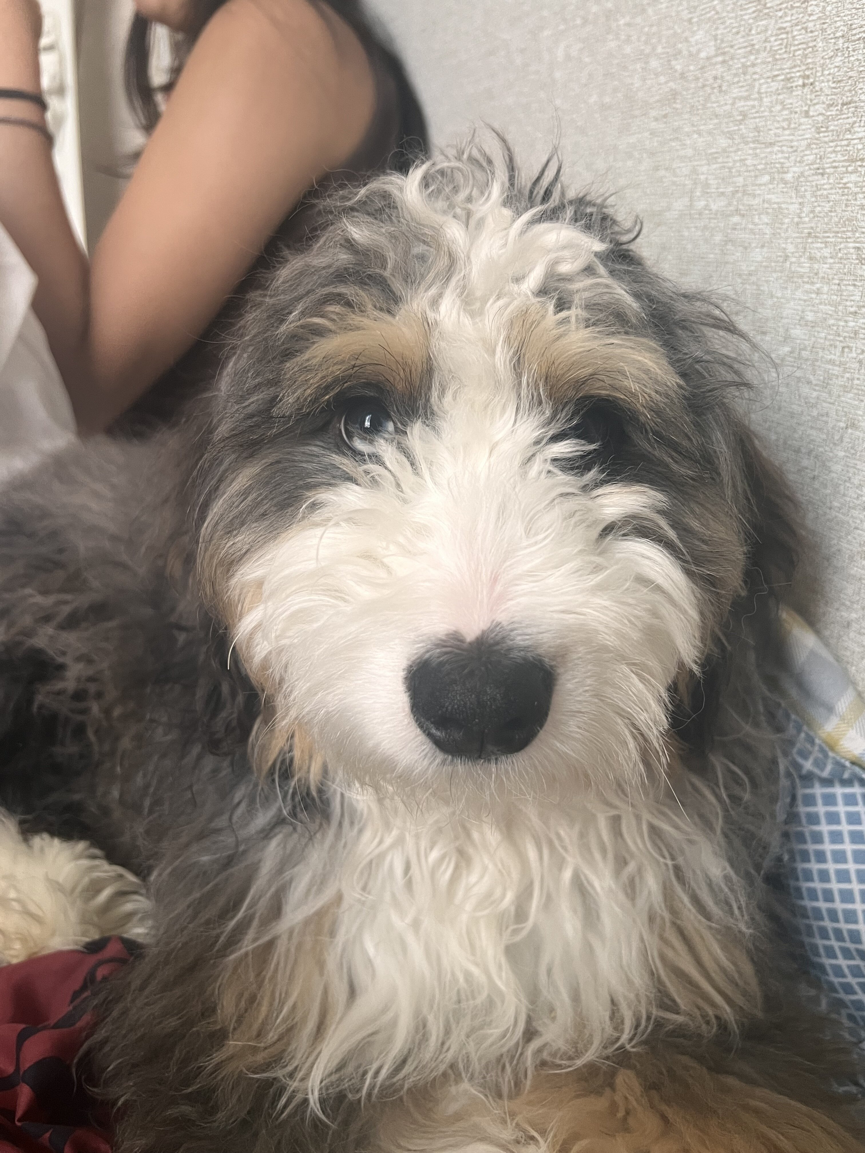 Mini Bernedoodle image 7