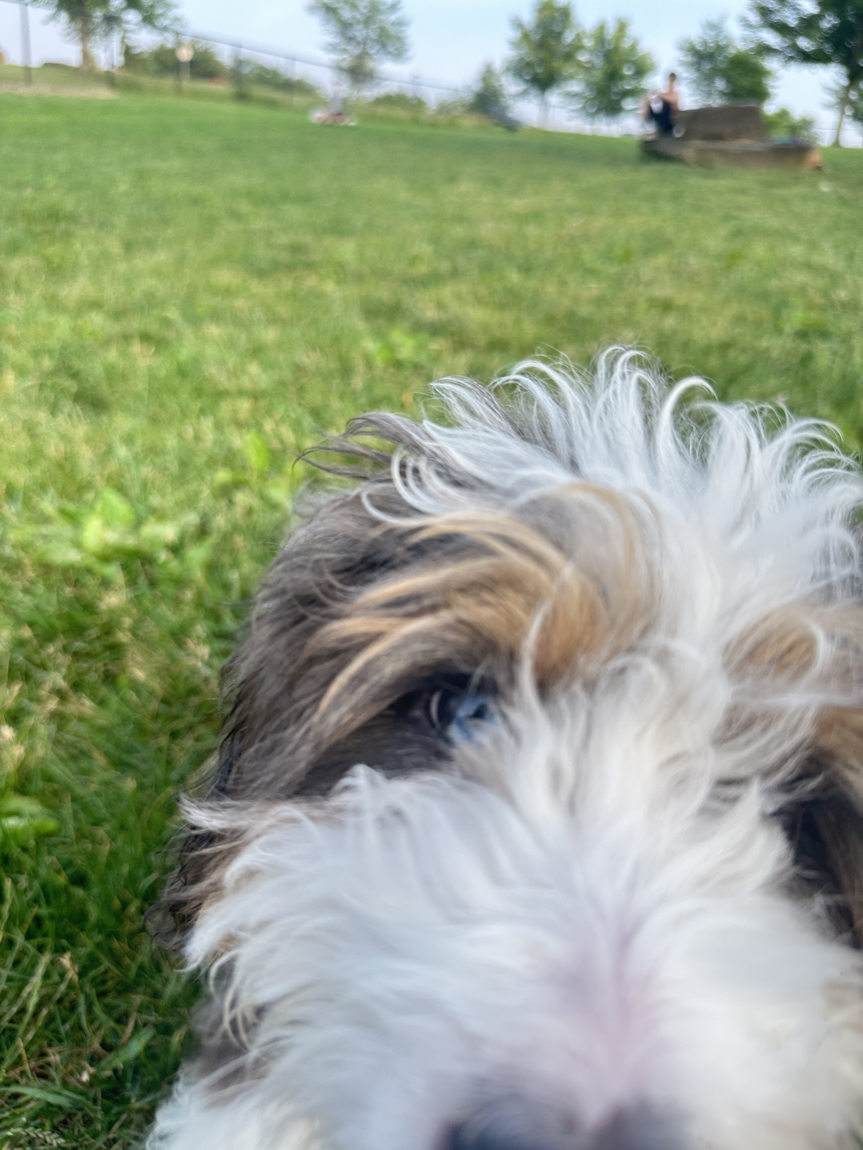 Mini Bernedoodle image 10