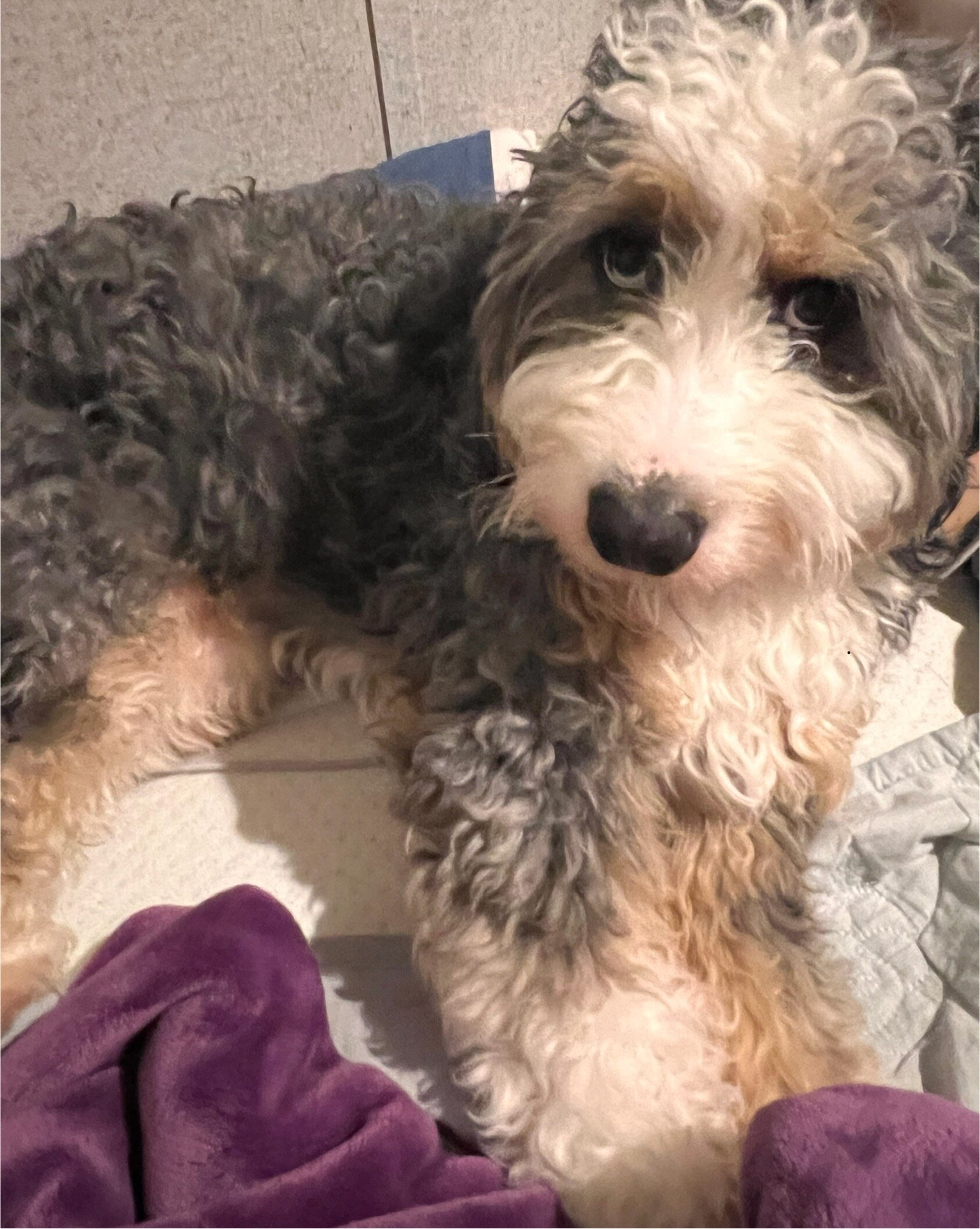 Mini Bernedoodle image 6