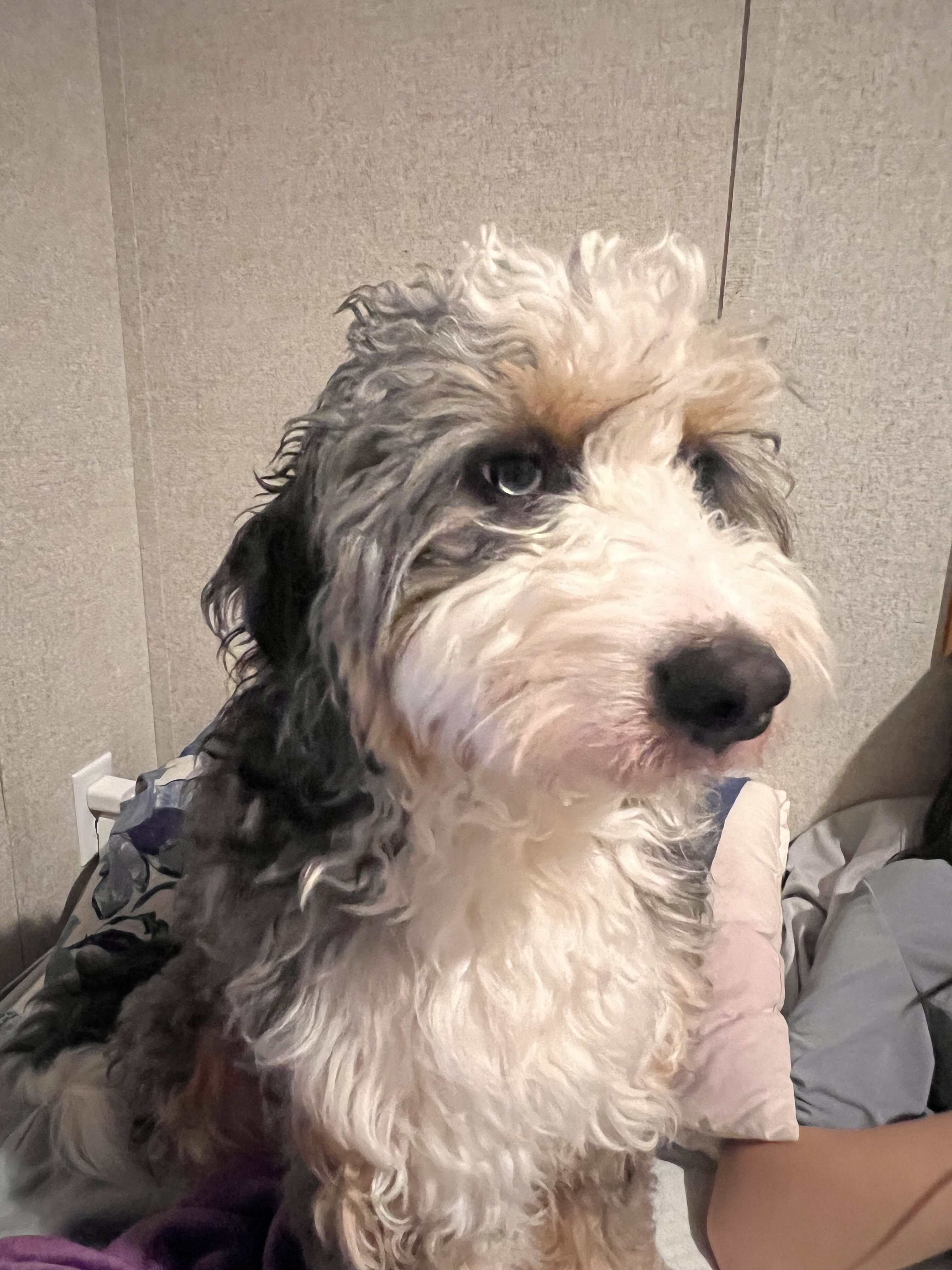 Mini Bernedoodle image 2